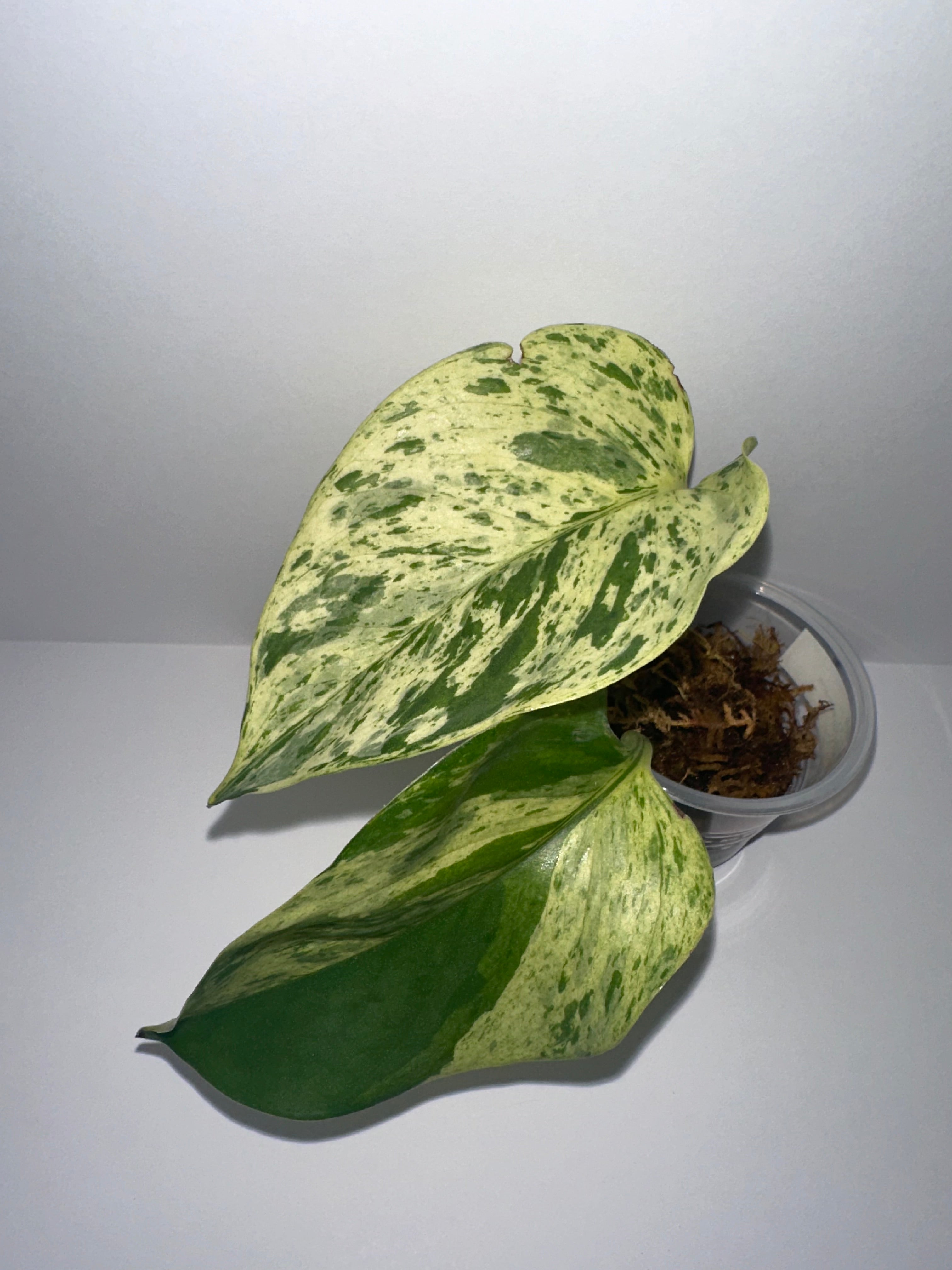 Snow Queen Pothos Rooted
