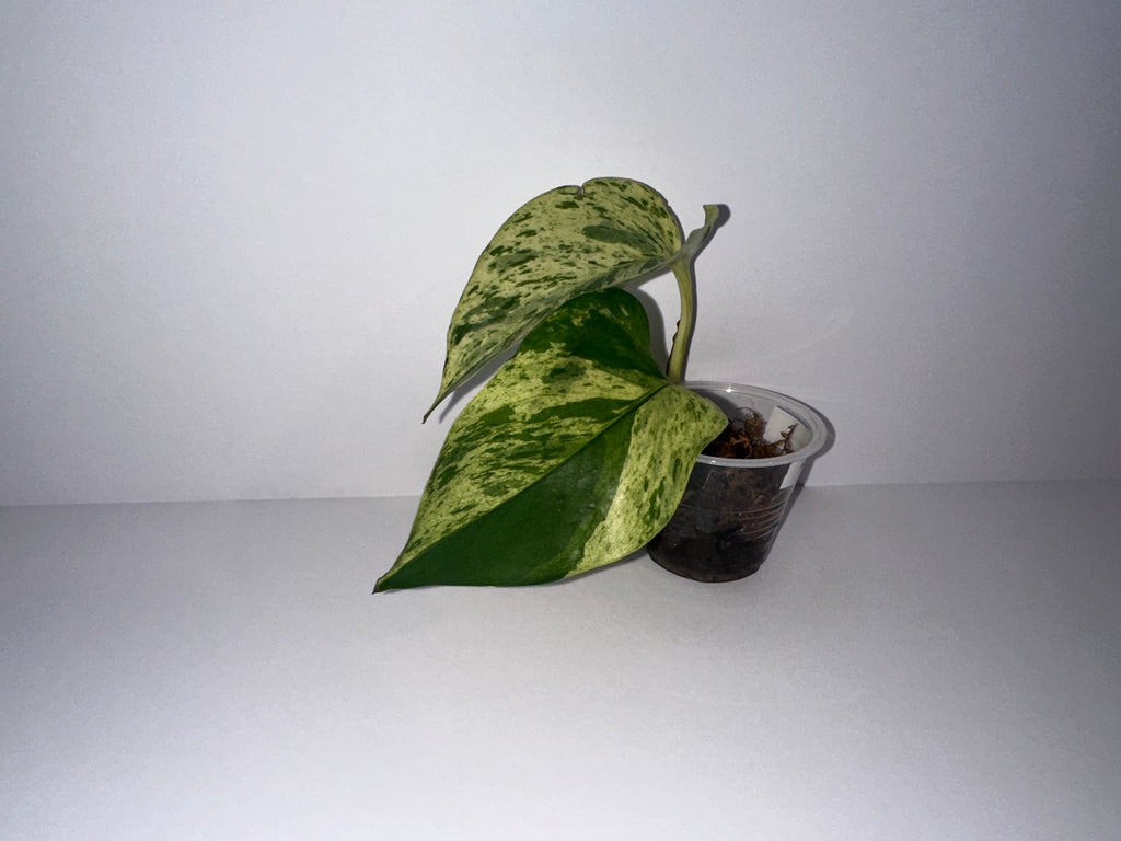 Snow Queen Pothos Rooted