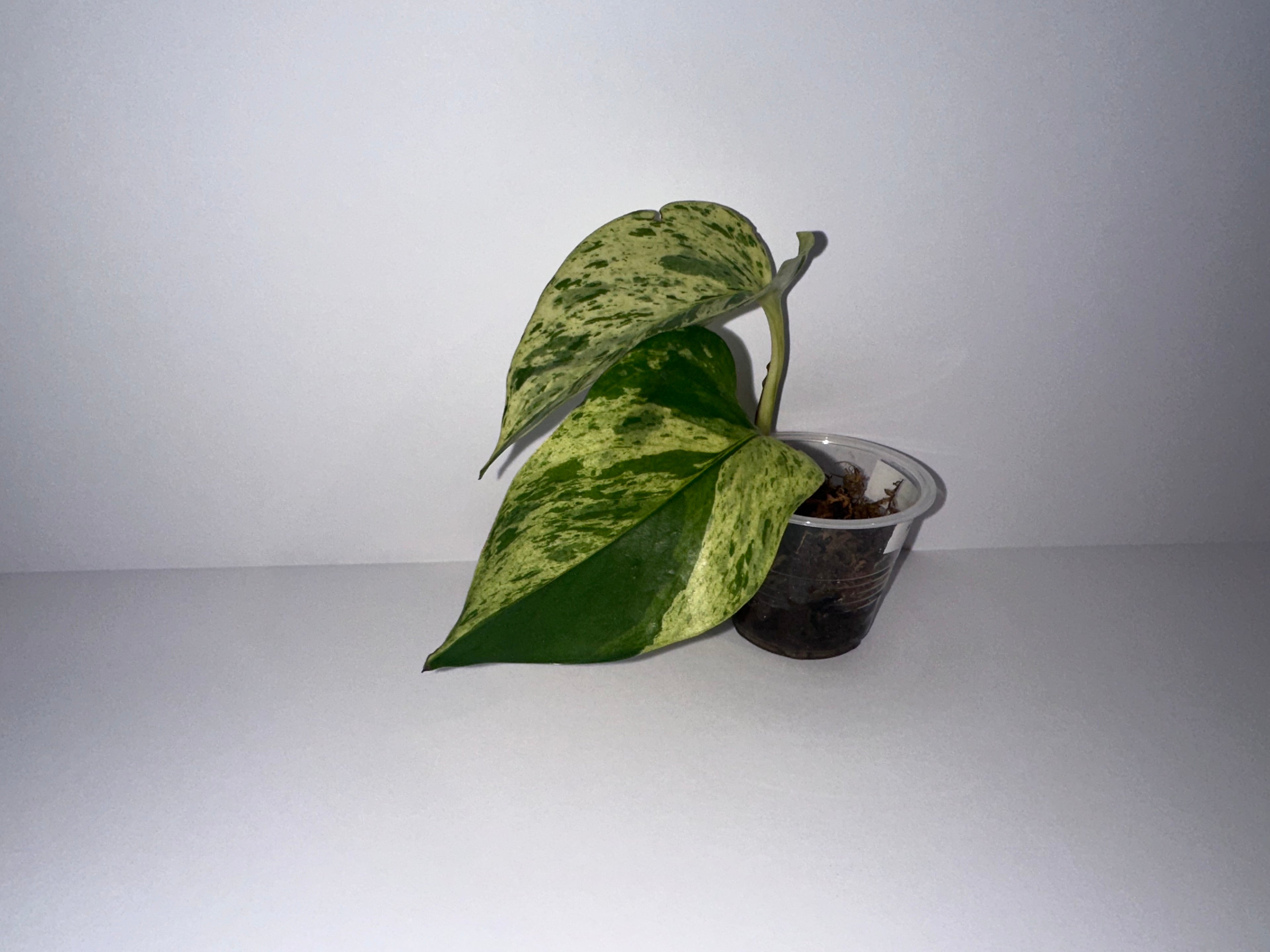 Snow Queen Pothos Rooted
