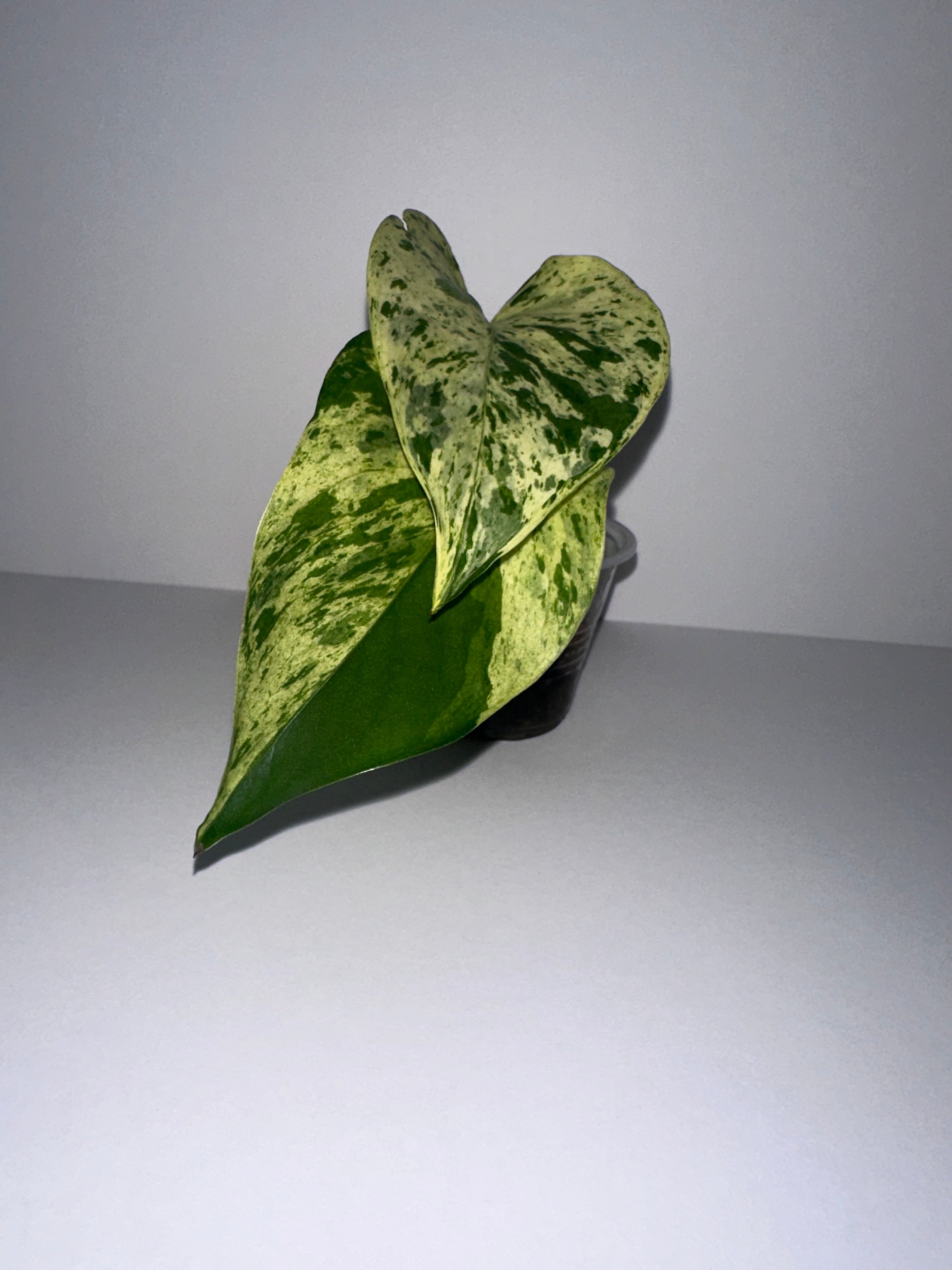 Snow Queen Pothos Rooted