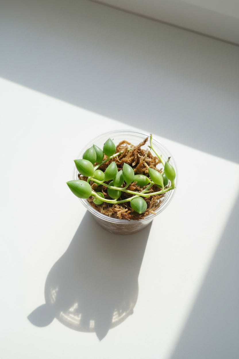 String of Raindrops Cutting