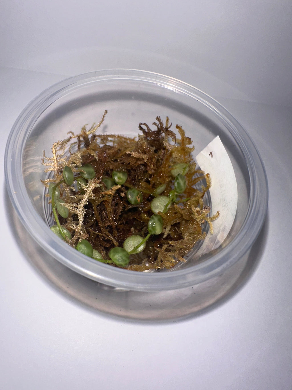 String of Turtles Cutting