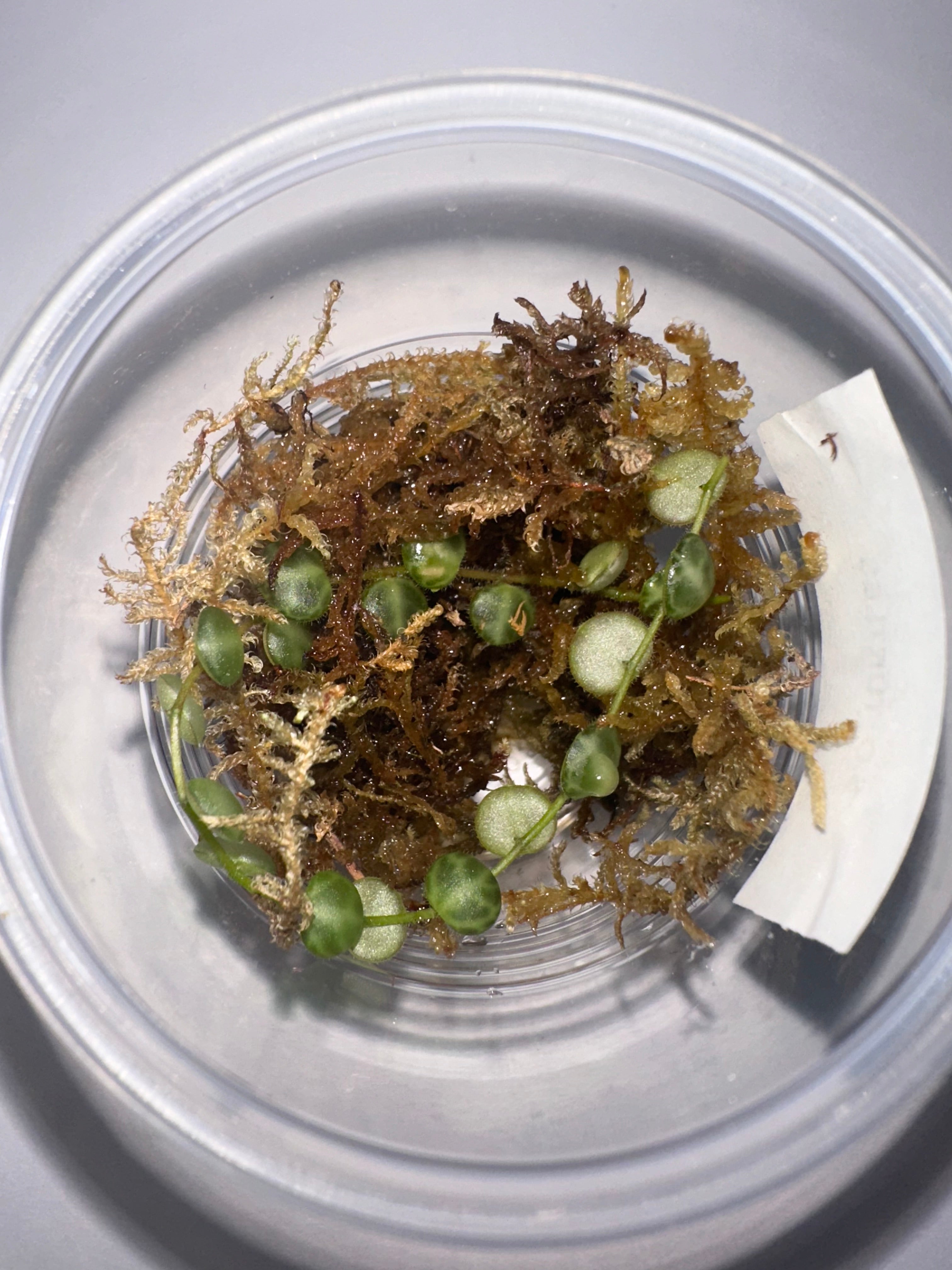 String of Turtles Cutting