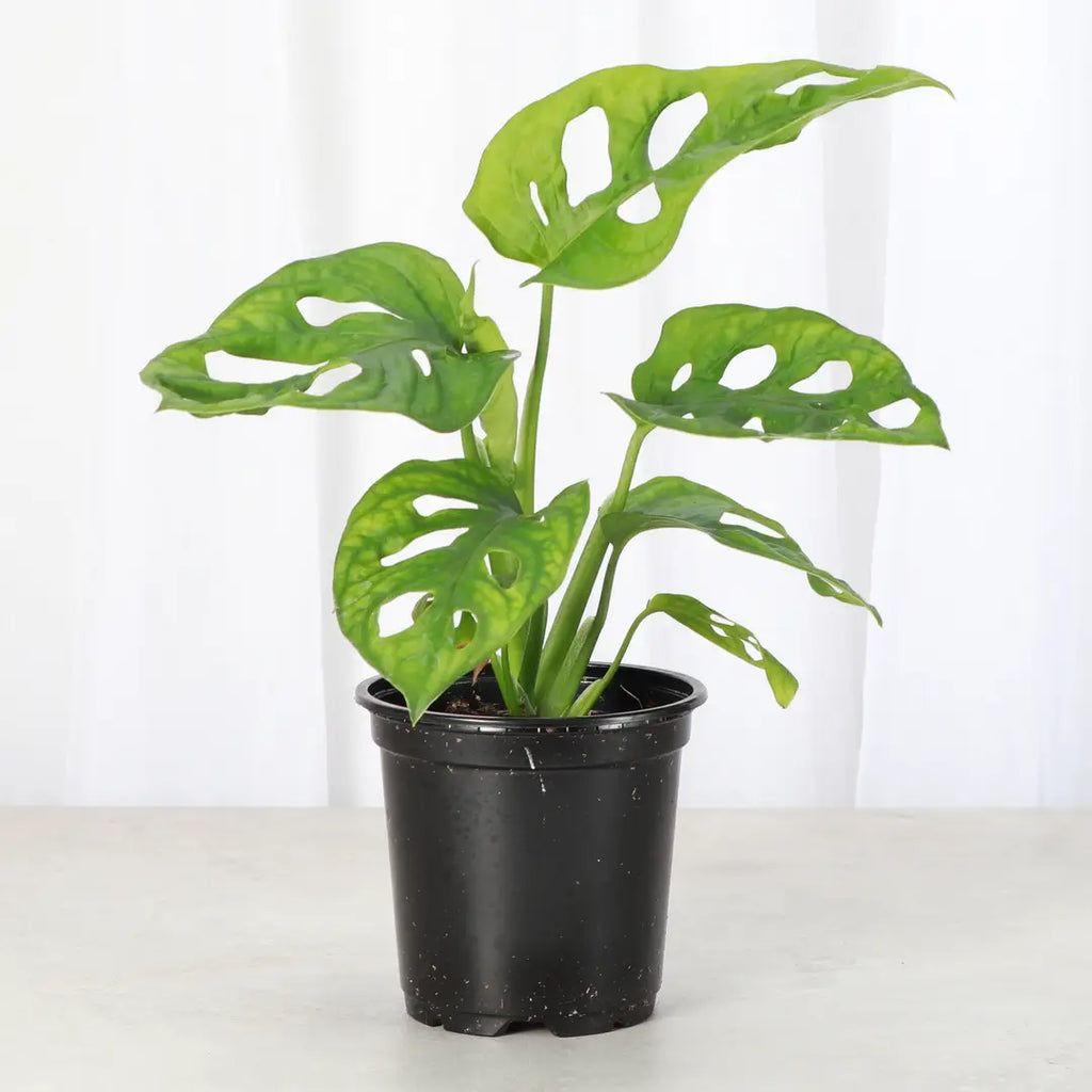 Monstera Adansonii