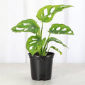 Monstera Adansonii