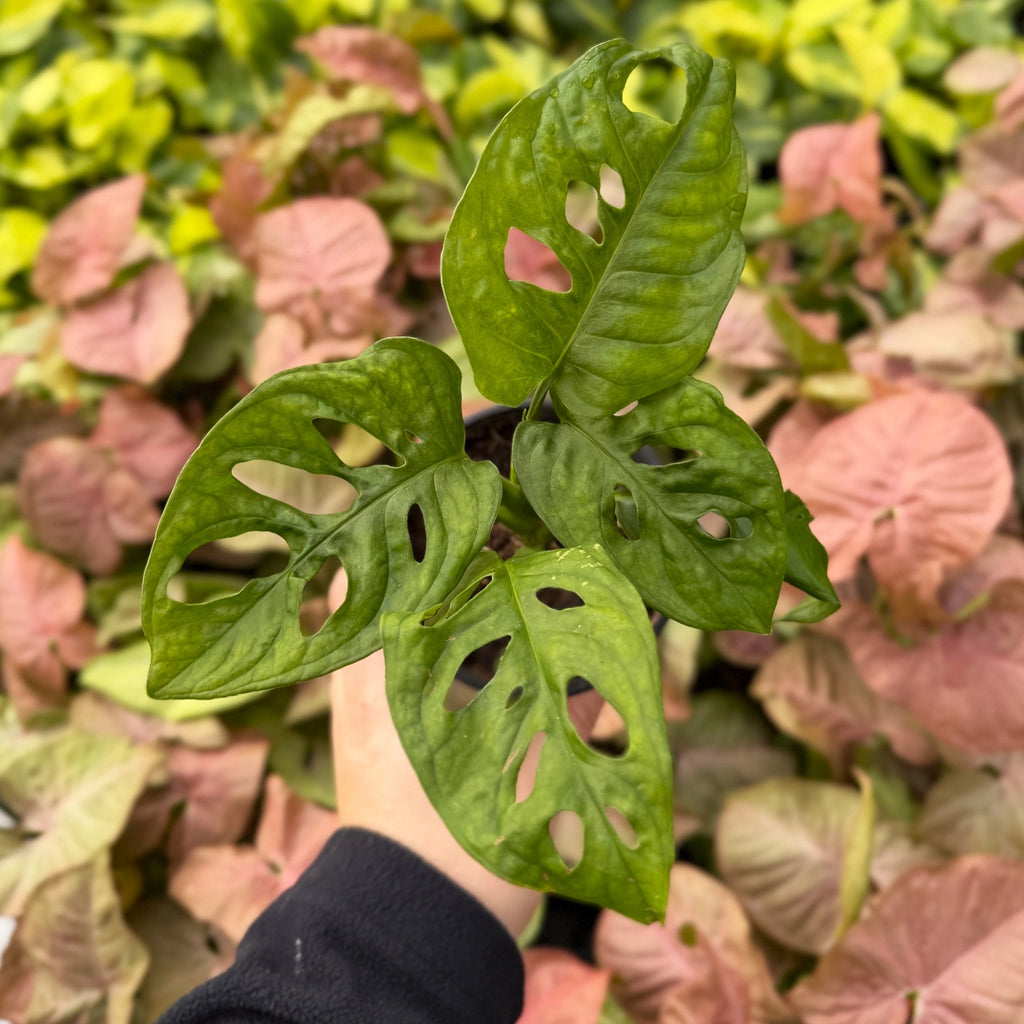 Monstera Adansonii