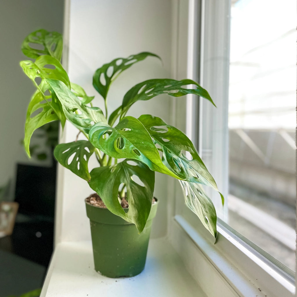 Monstera Adansonii