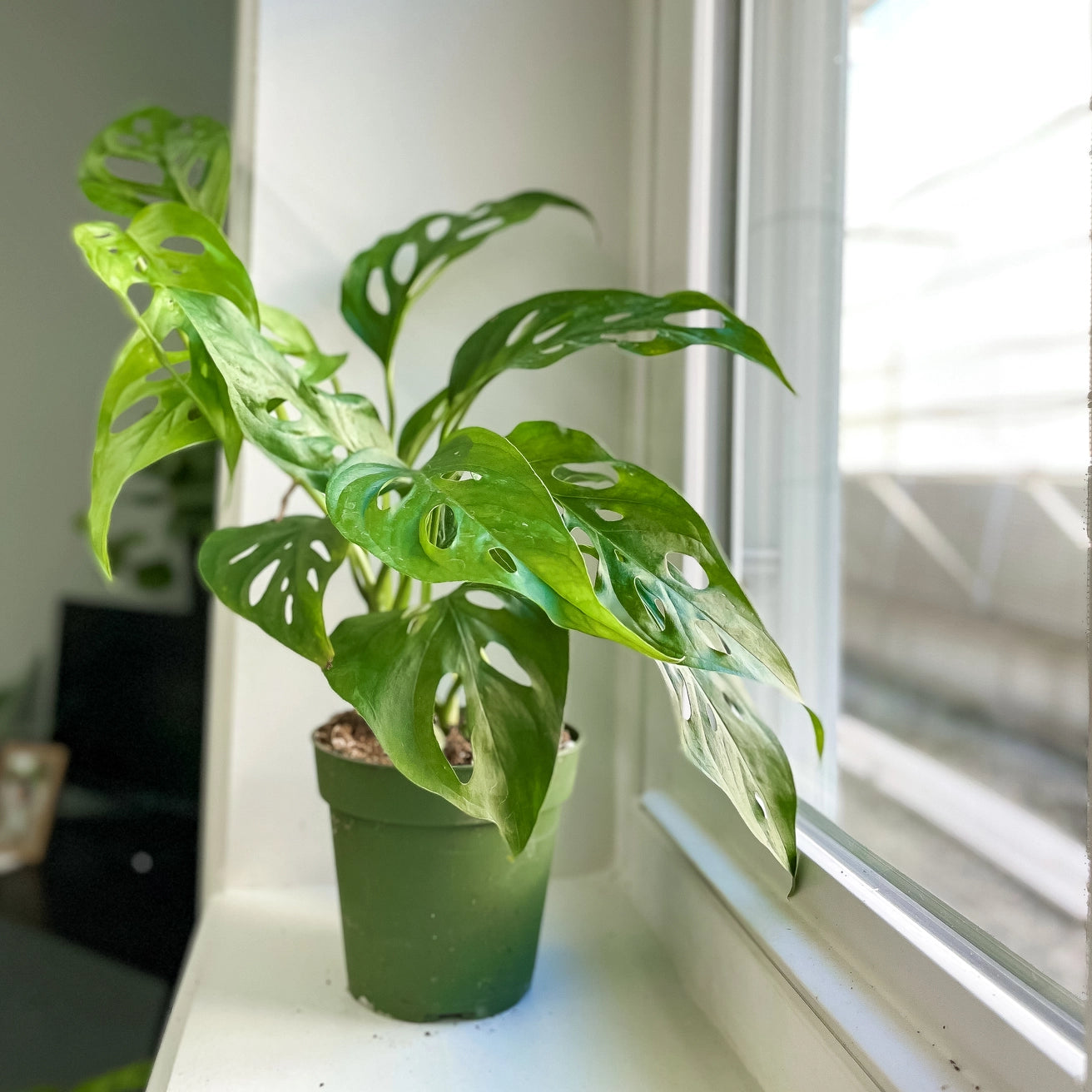 Monstera Adansonii