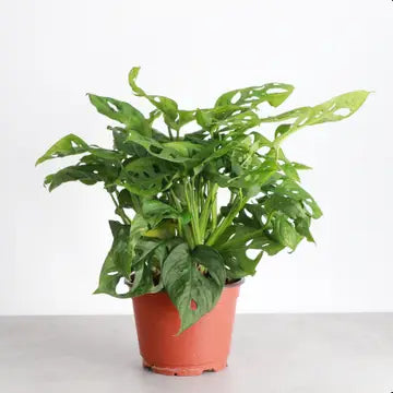 Monstera Adansonii