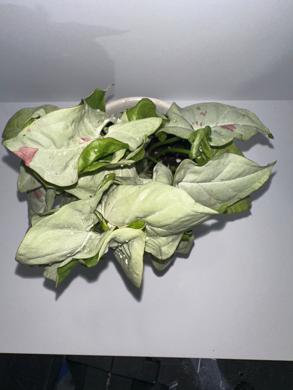 Syngonium Milk Confetti 4" Potted