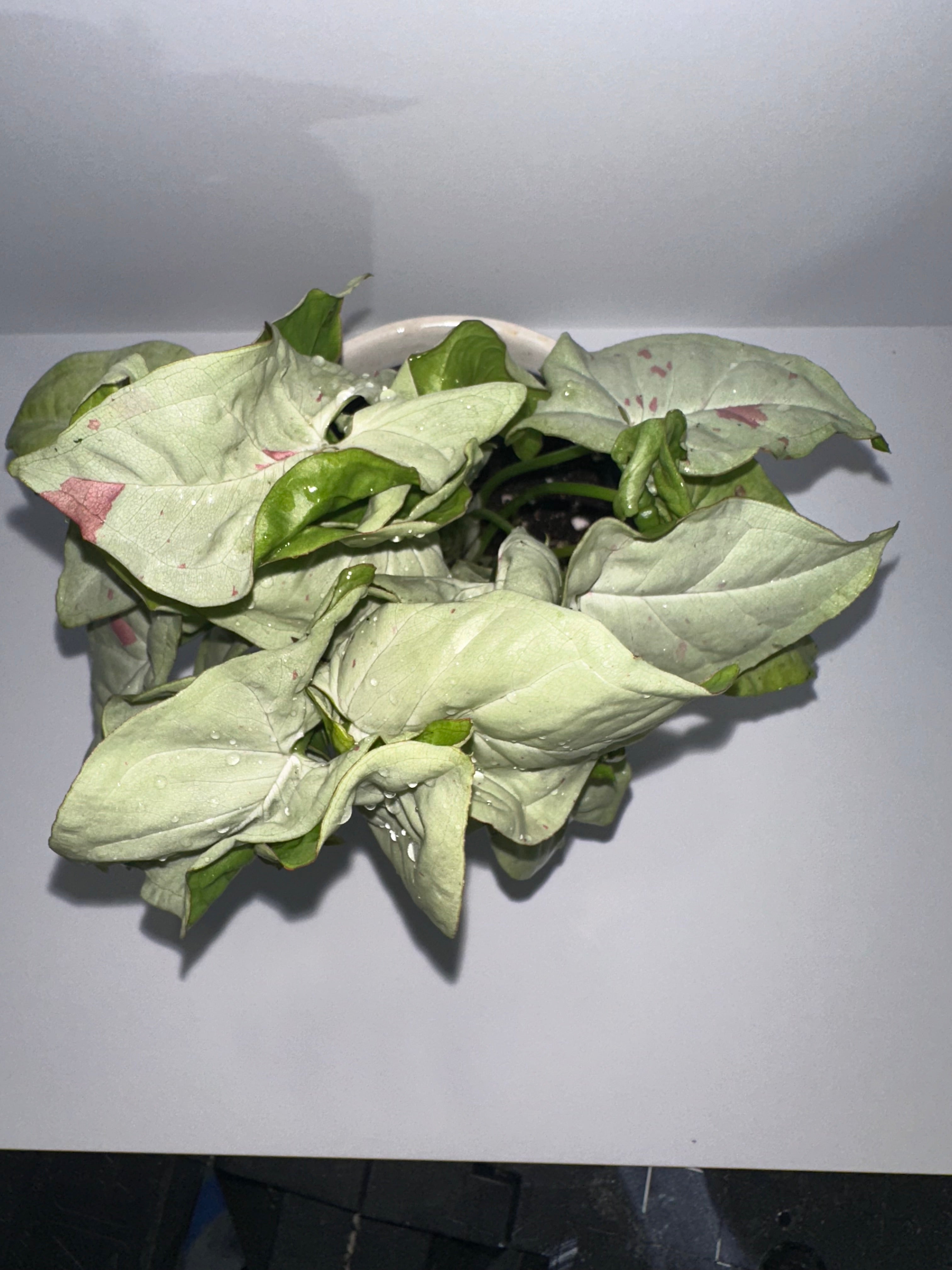 Syngonium Milk Confetti 4" Potted