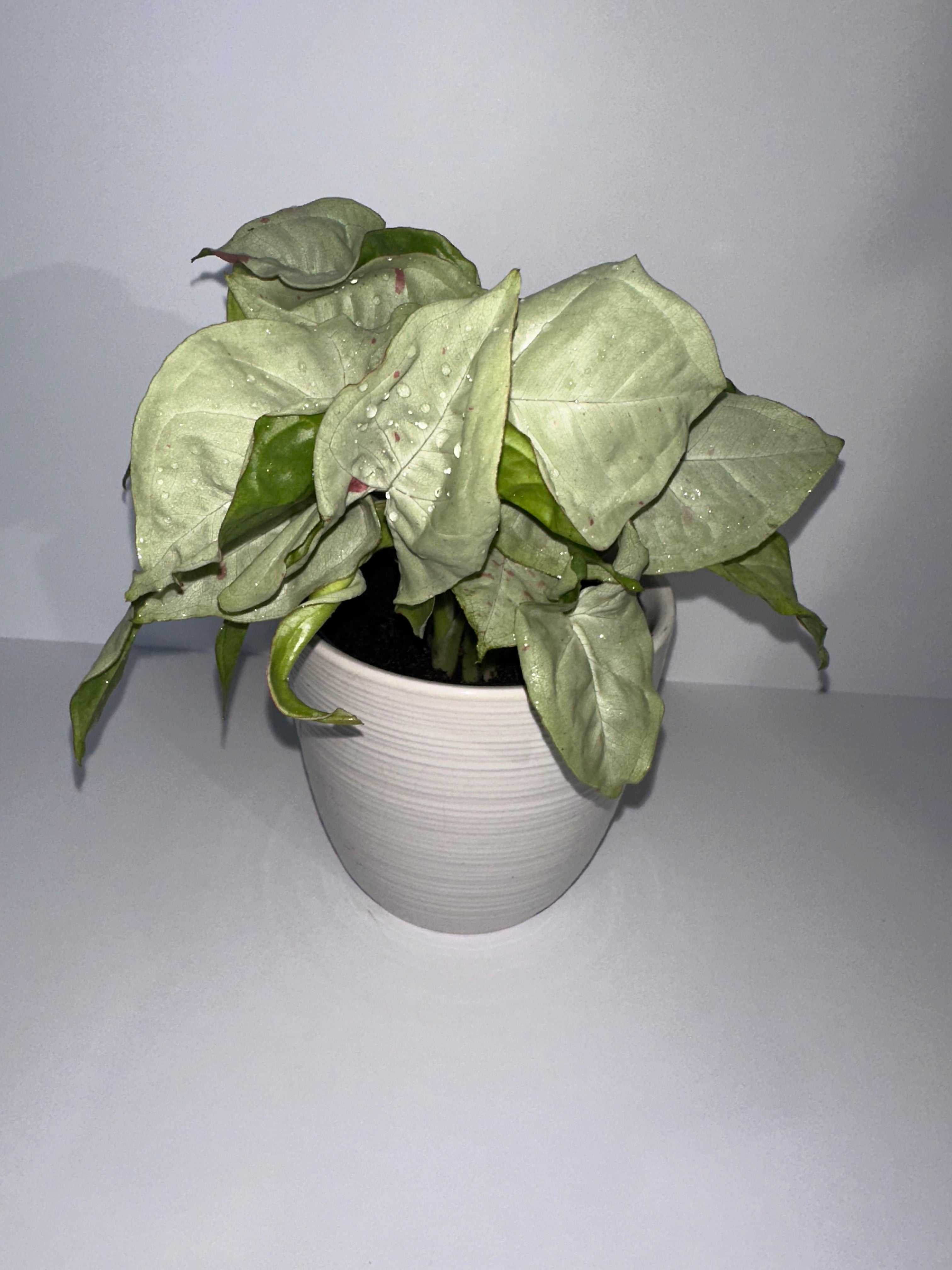 Syngonium Milk Confetti 4" Potted