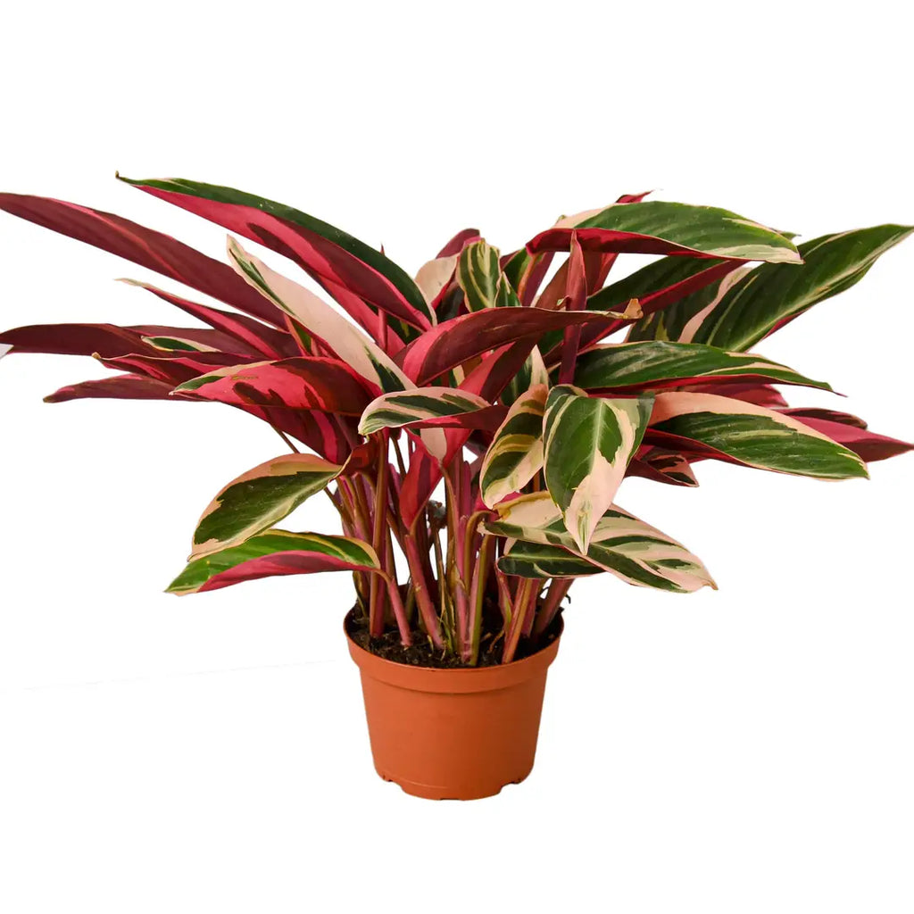 STROMANTHE TRIOSTAR 4'