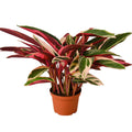 STROMANTHE TRIOSTAR 4'
