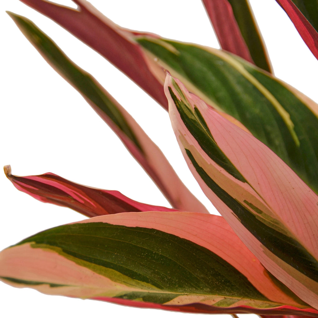 STROMANTHE TRIOSTAR 4'