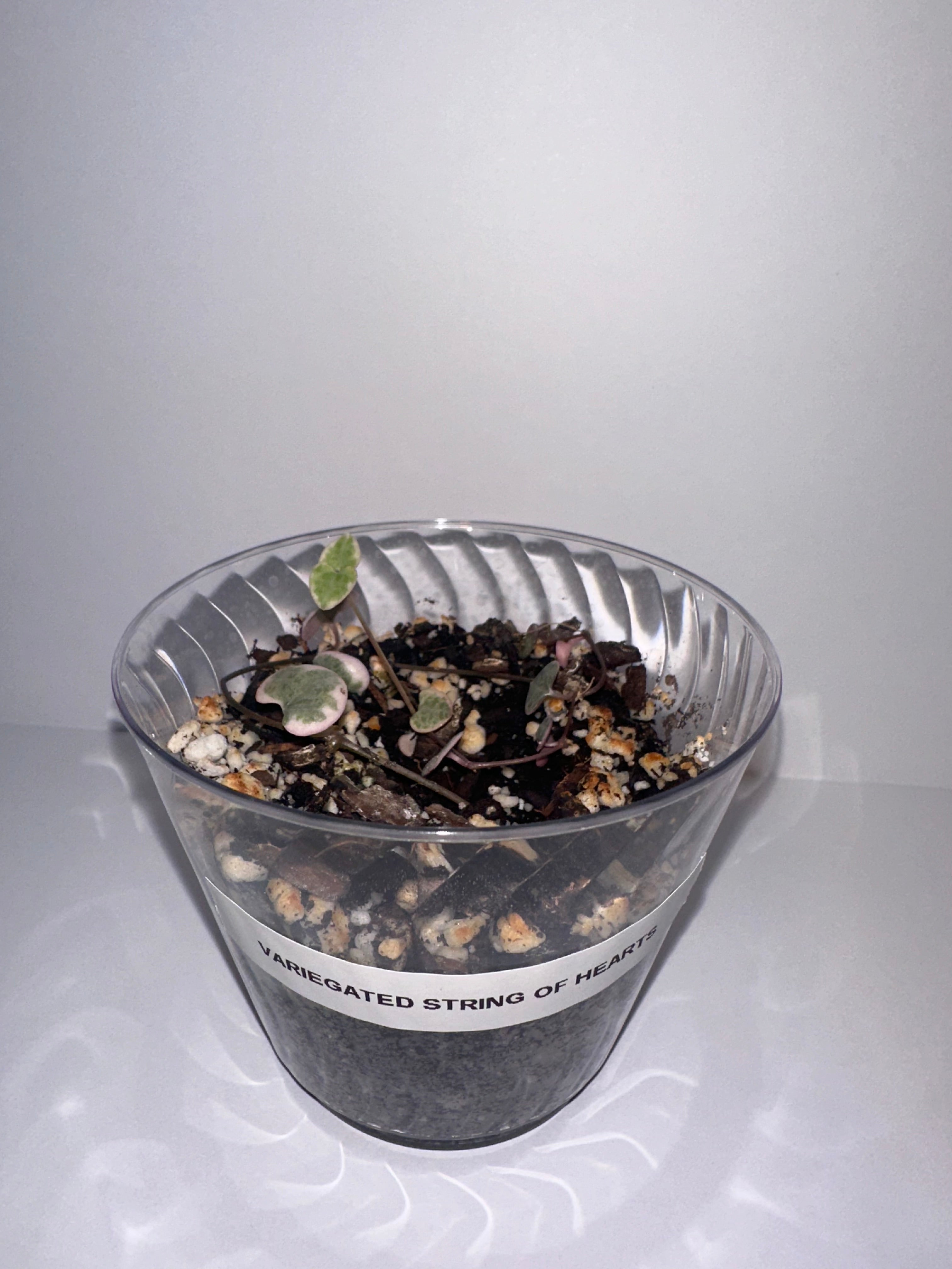 Variegated String of Hearts Rooted