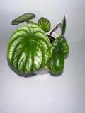 Watermelon Peperomia Argyreia 4" Potted