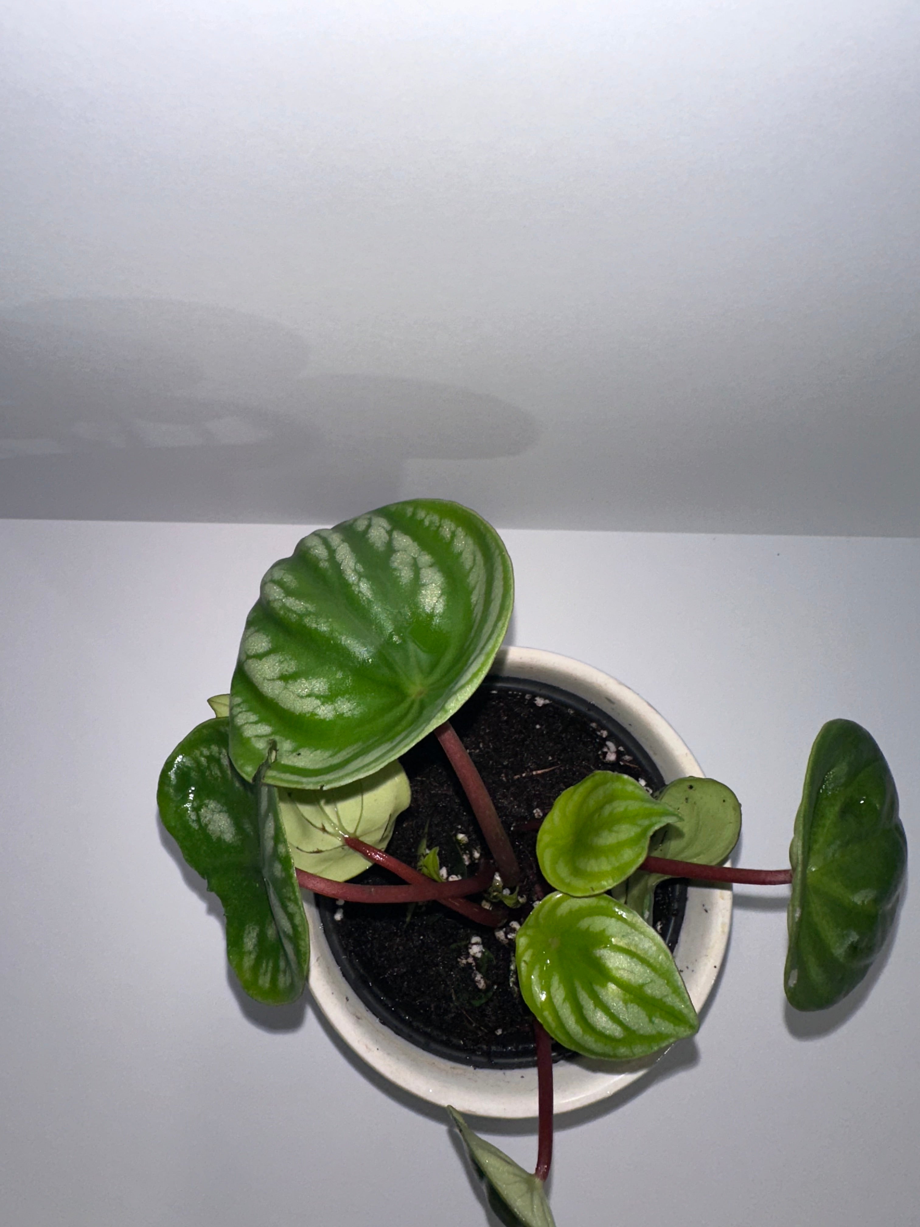Watermelon Peperomia Argyreia 4" Potted