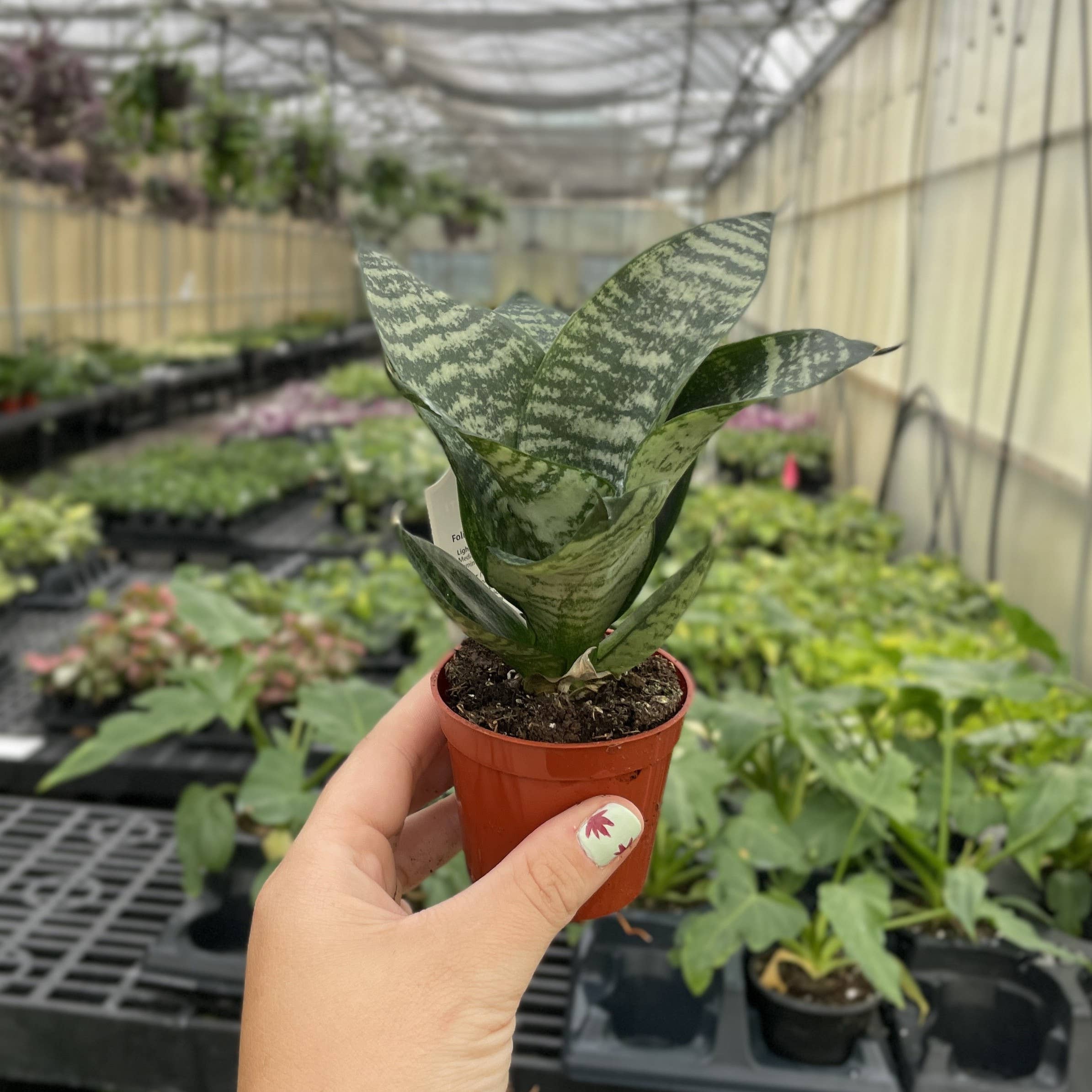 Bird's Nest Snake Plant 3"