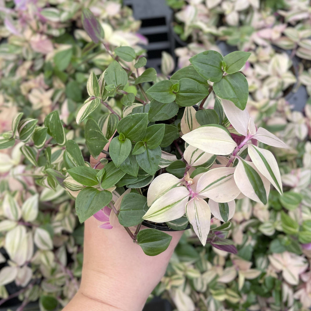 Tradescantia Quadricolor 4"