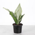 Moonshine Snake Plant 4"