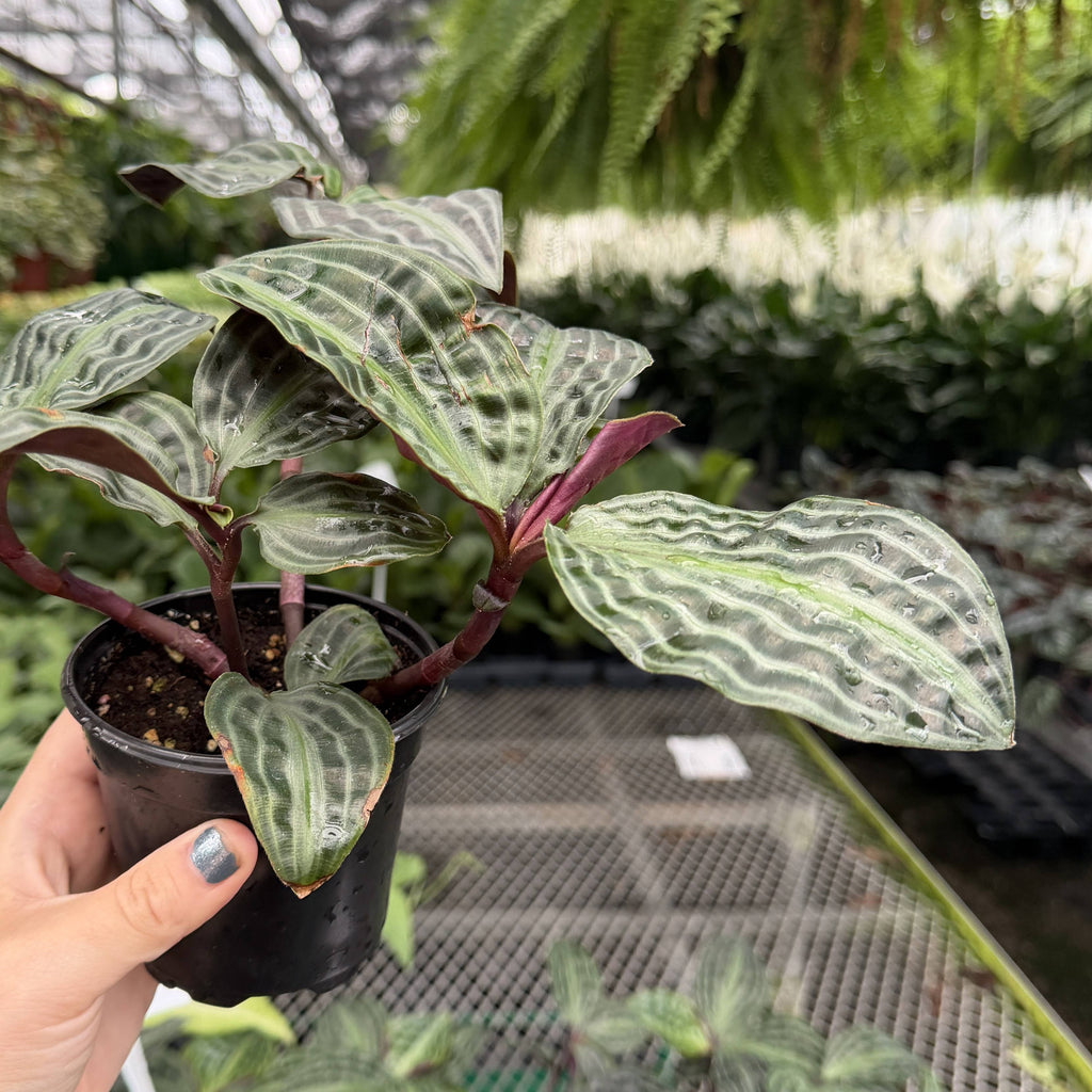 Seersucker Plant 4"