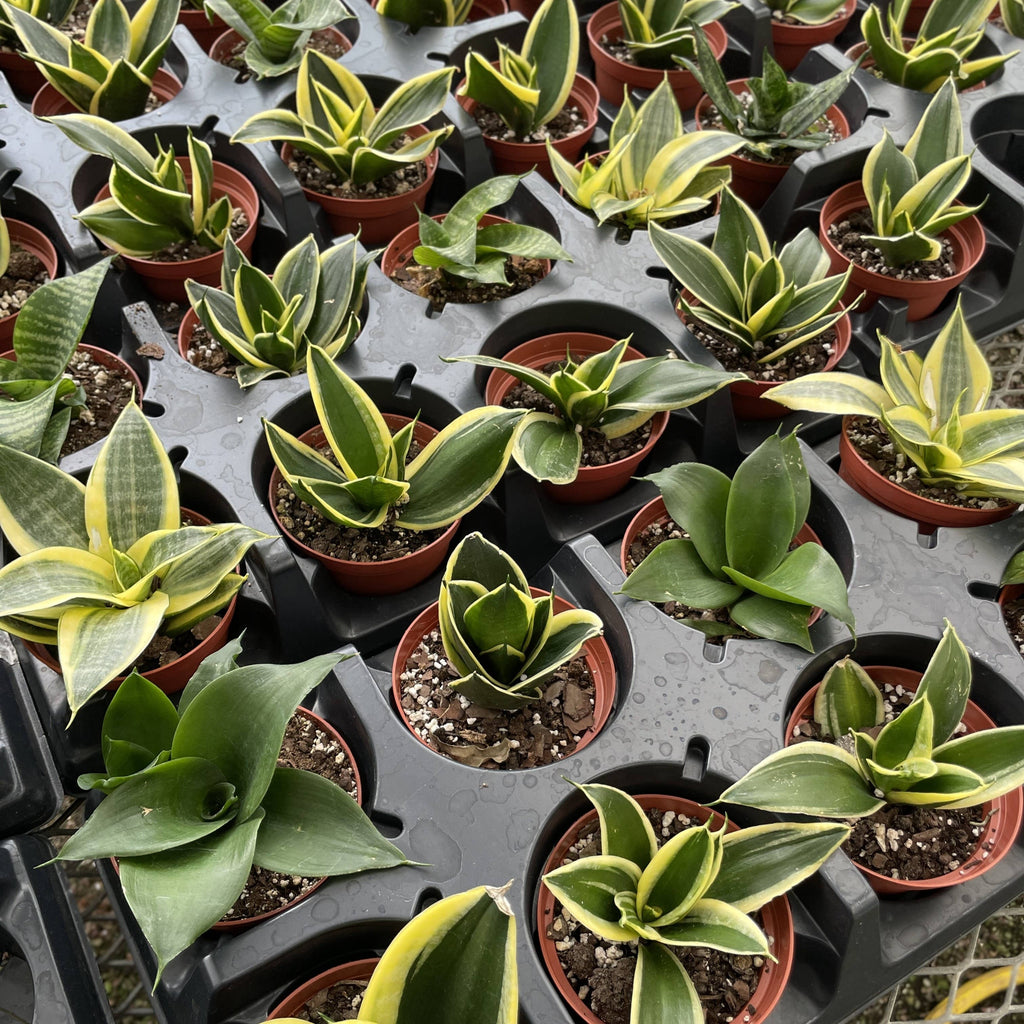 Bird's Nest Snake Plant 3"