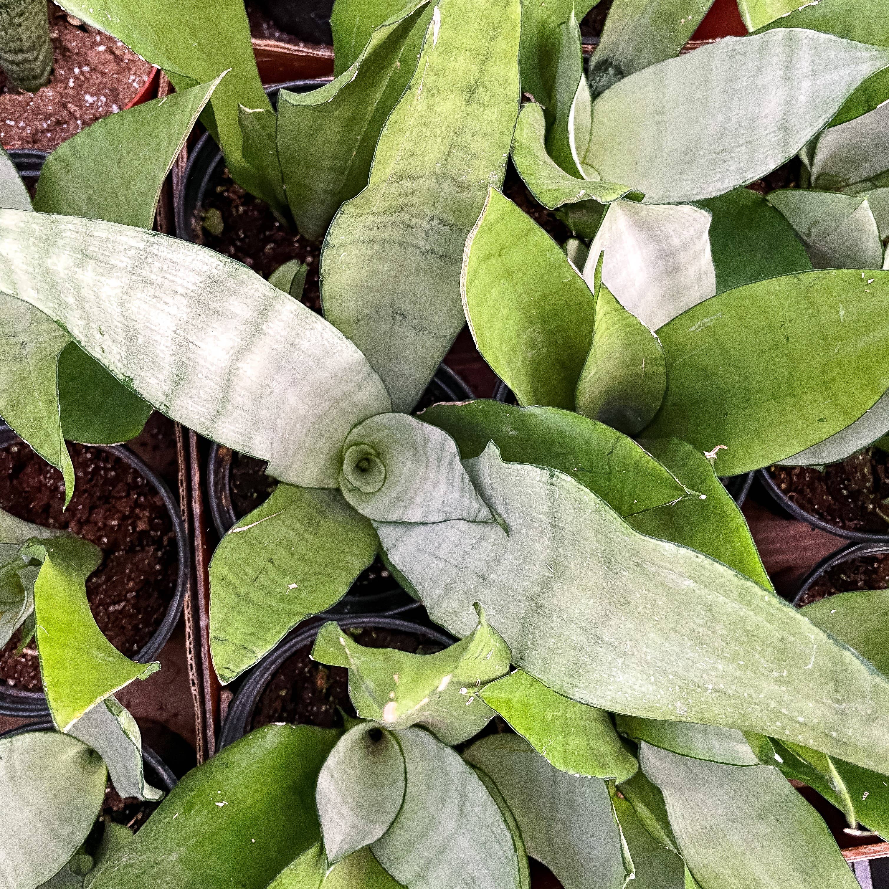 Moonshine Snake Plant 4"