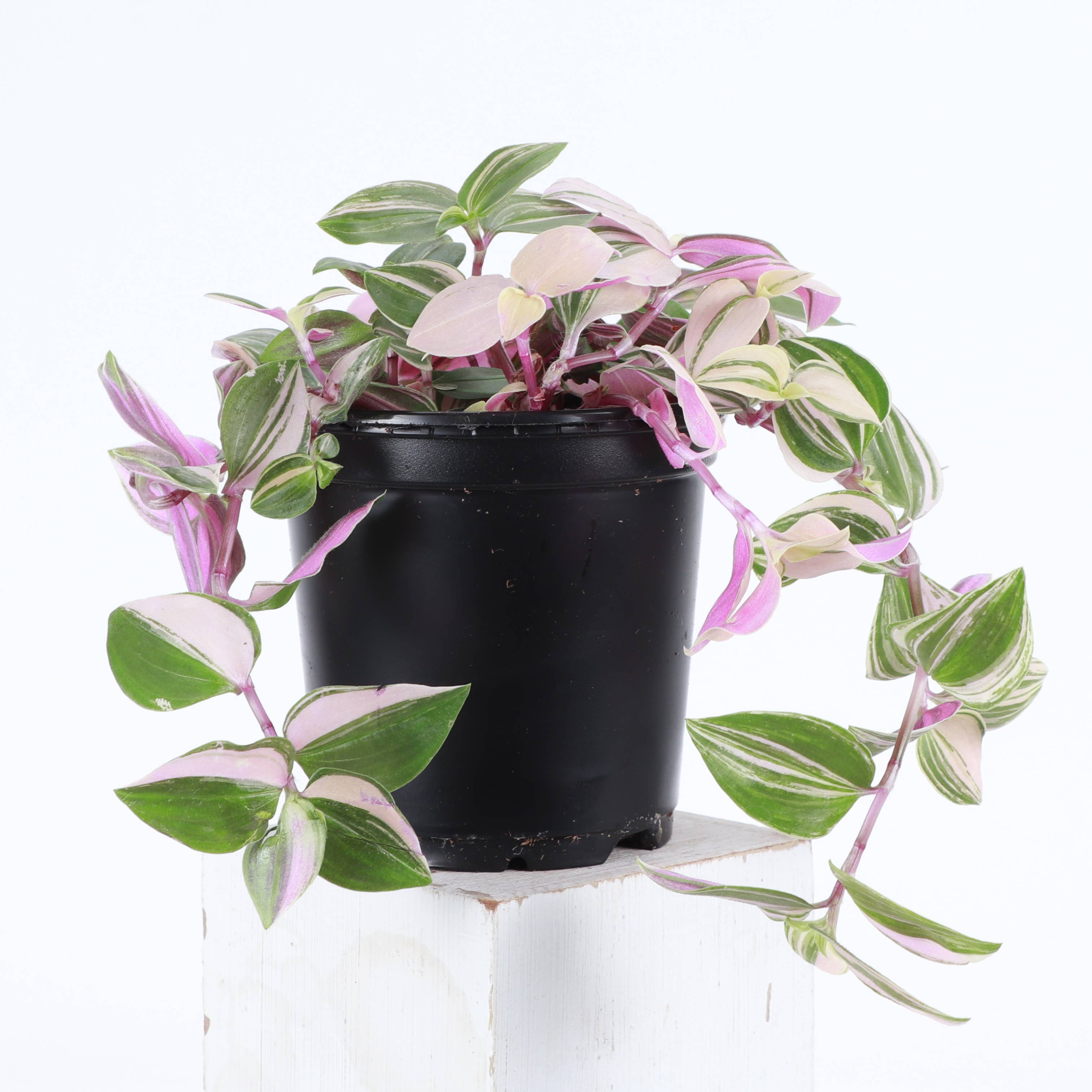 Tradescantia Quadricolor 4"