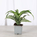 White Striped Warneckii Dracaena 3"