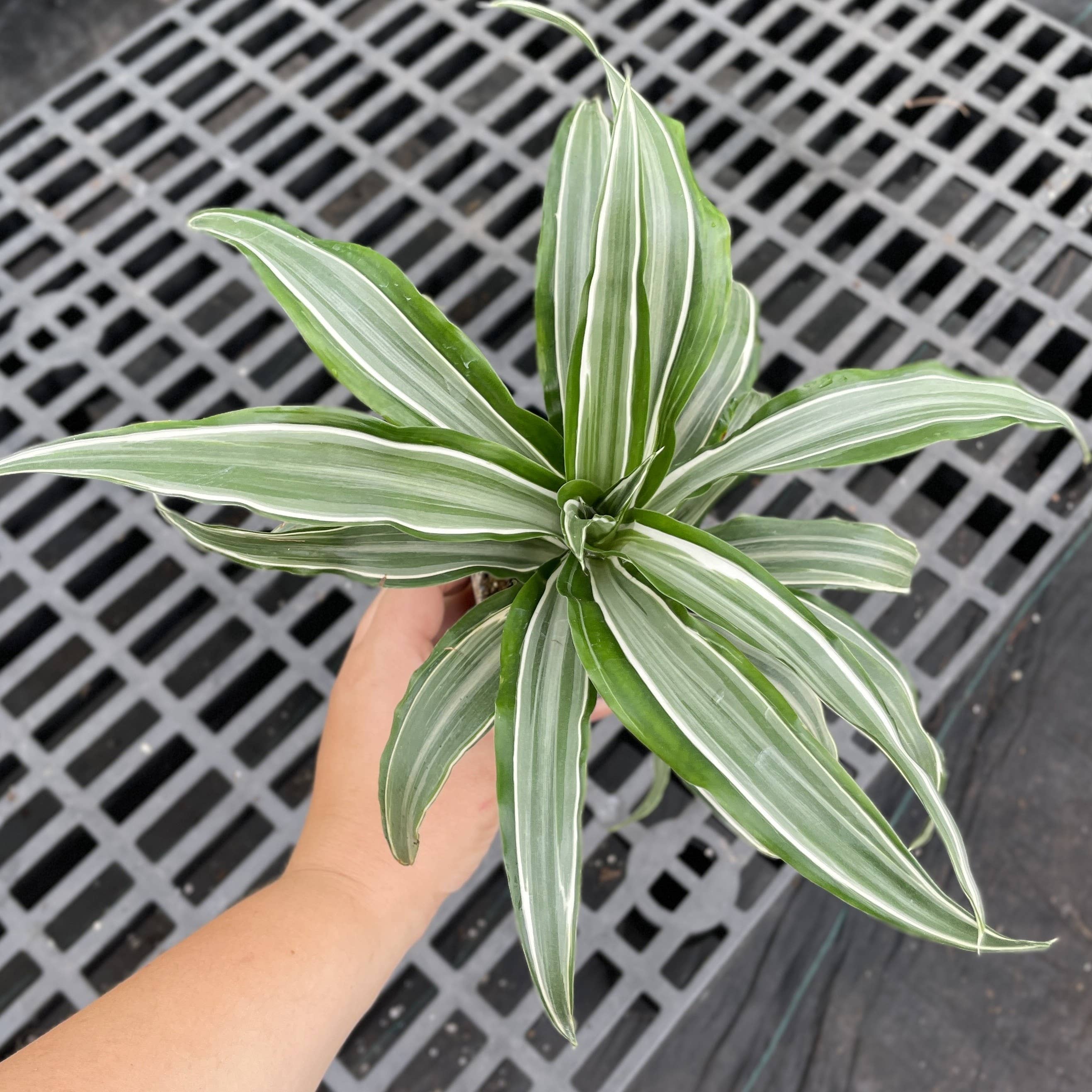 White Striped Warneckii Dracaena 3"