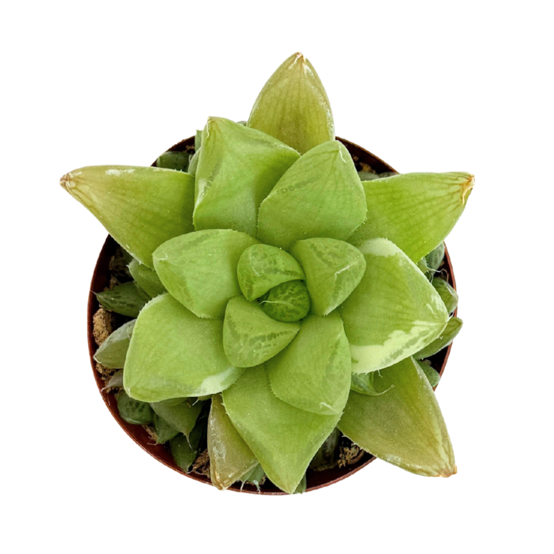 Variegated Cathedral Window Haworthia 2.5"