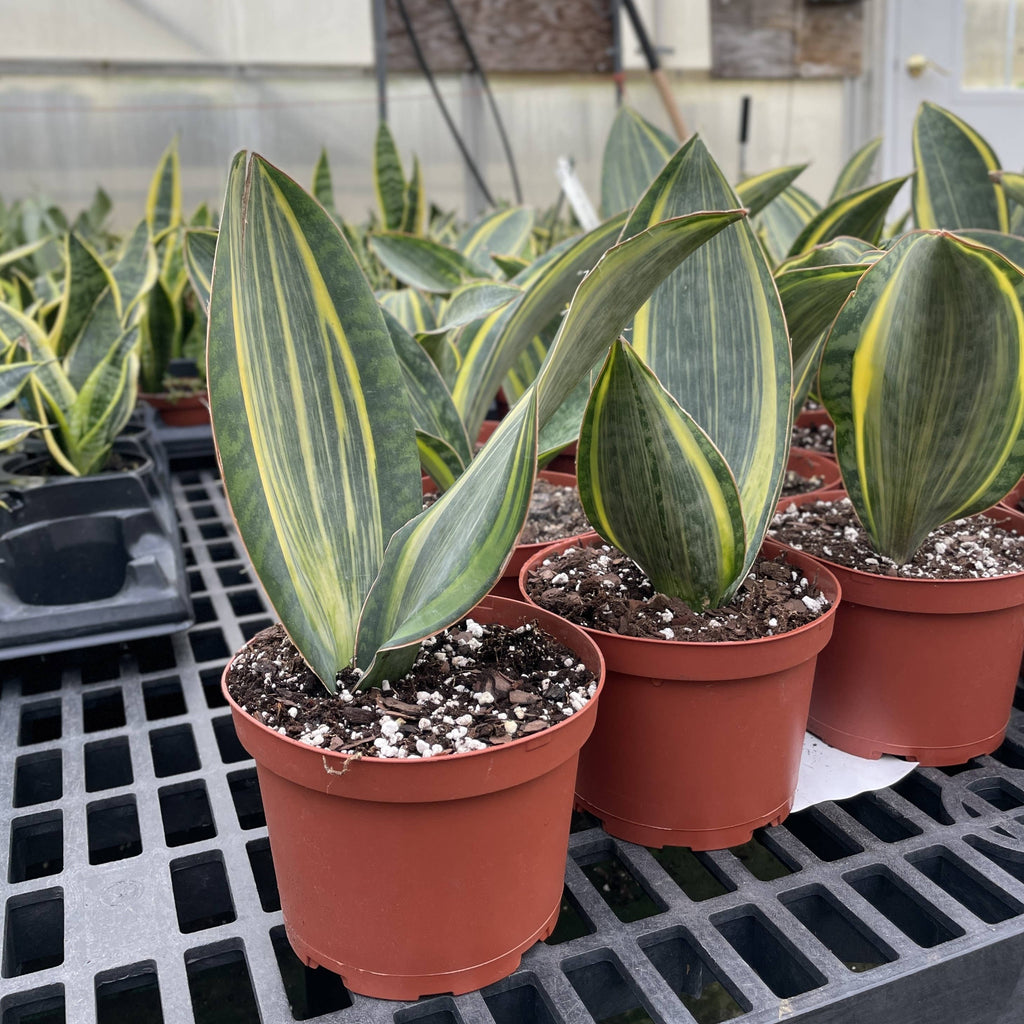 Var Whale Fin Snake Plant