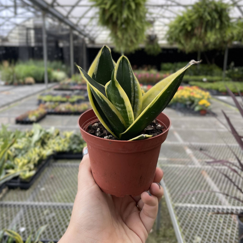 Bird's Nest Snake Plant 3"