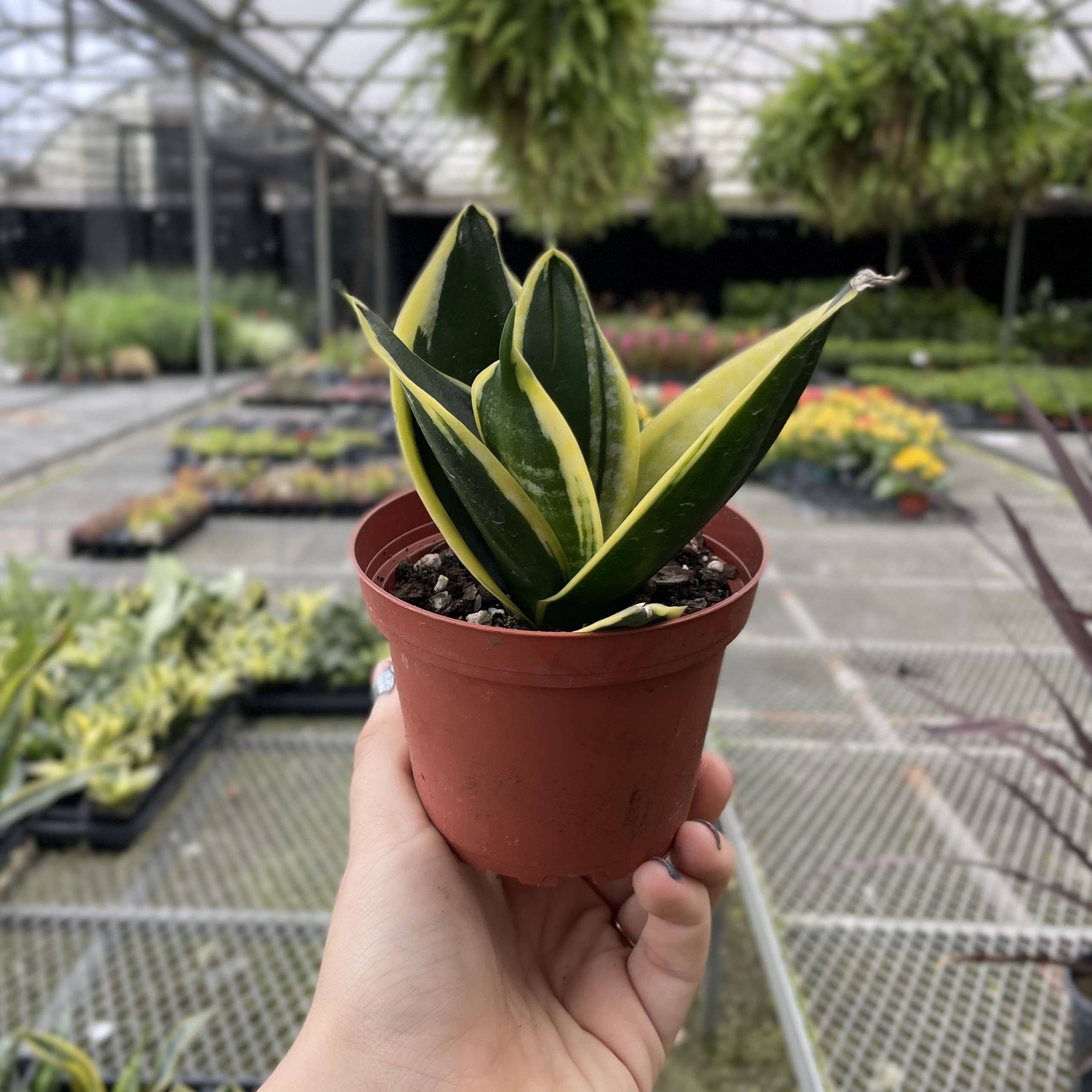 Bird's Nest Snake Plant 3"