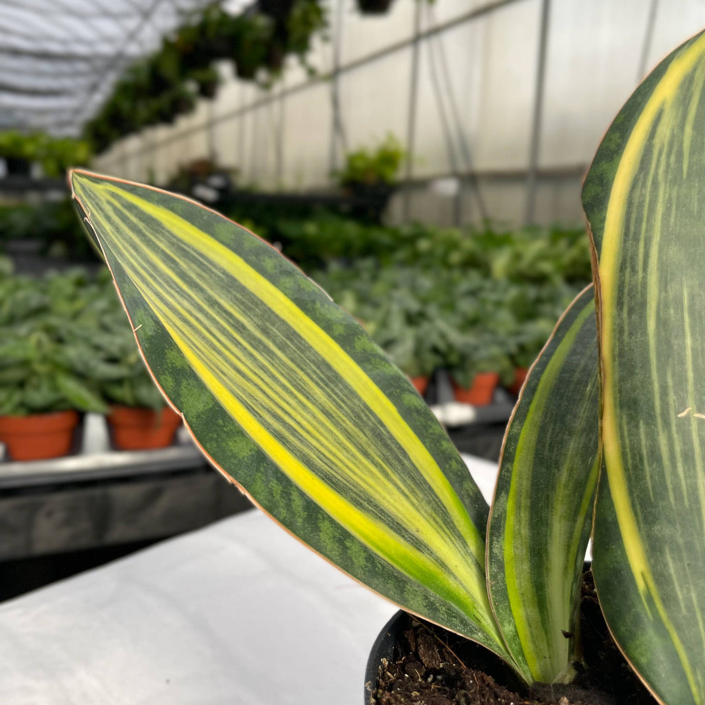 Var Whale Fin Snake Plant