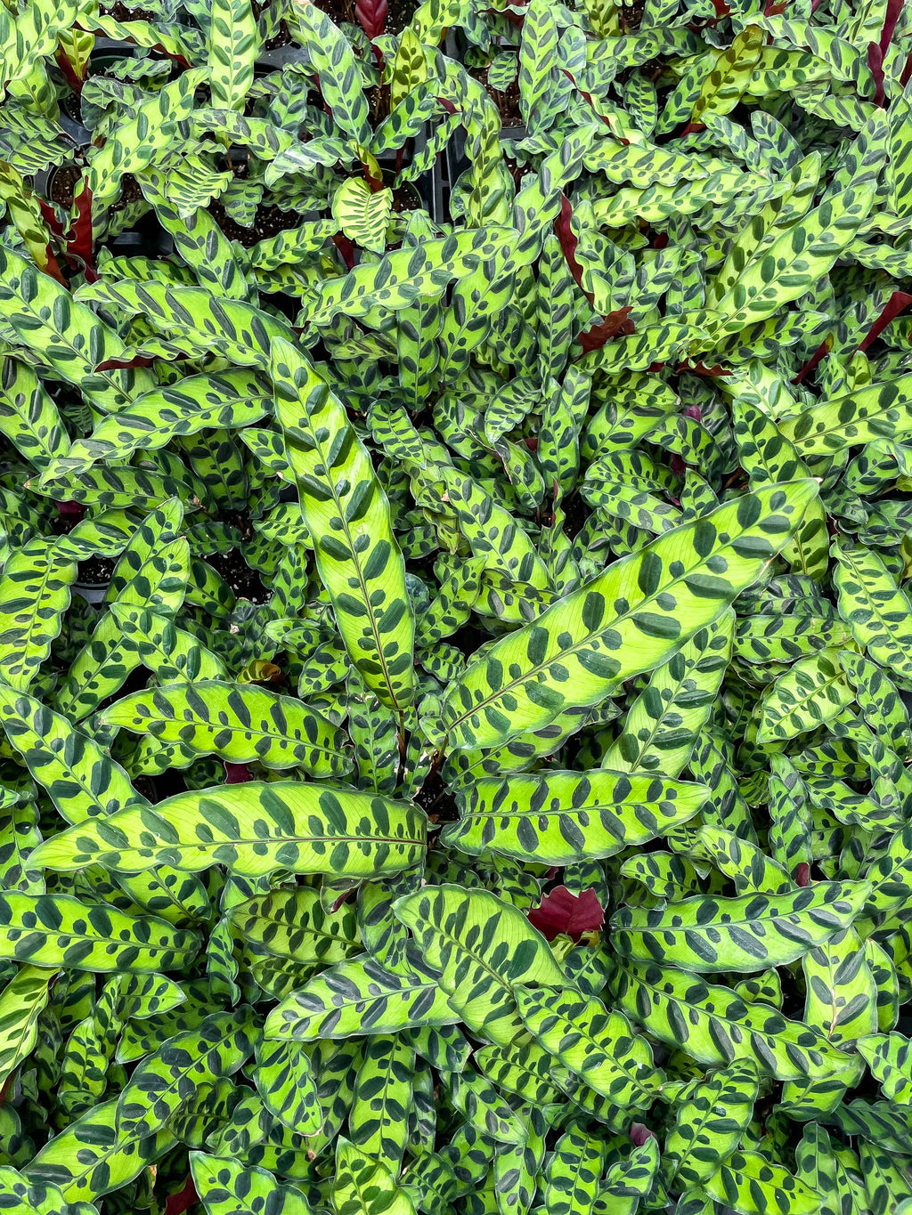 Calathea Rattlesnake 4"