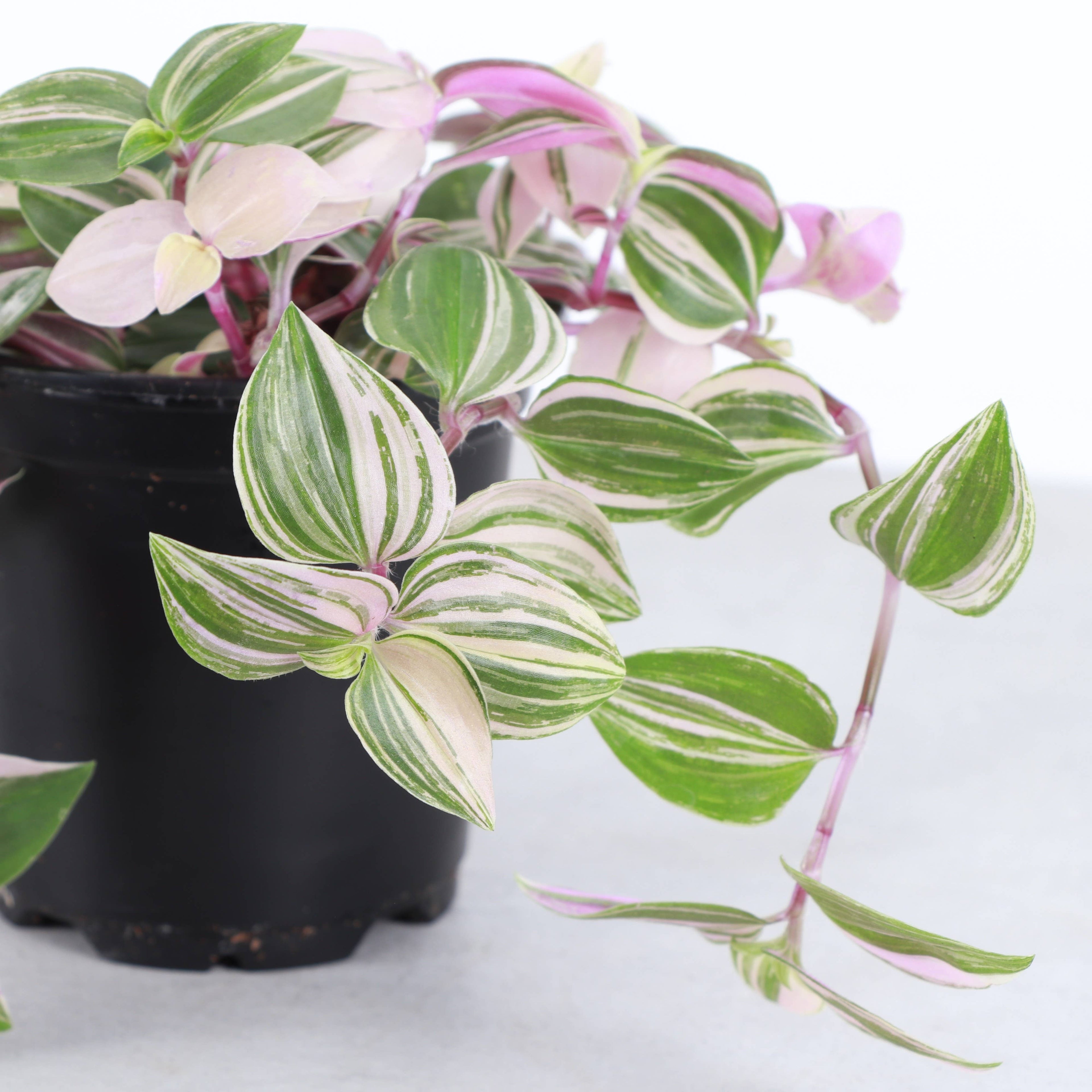 Tradescantia Quadricolor 4"