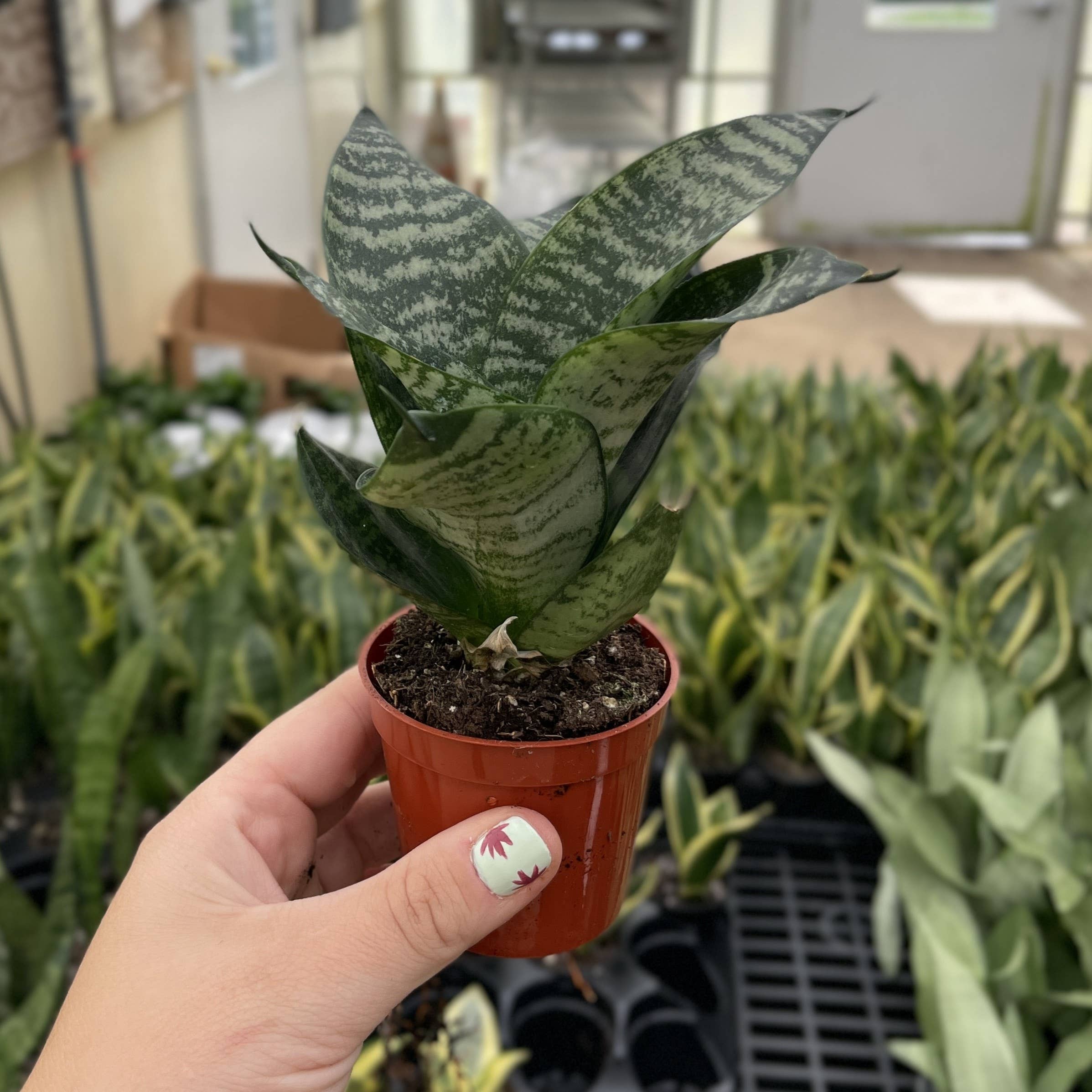 Bird's Nest Snake Plant 3"