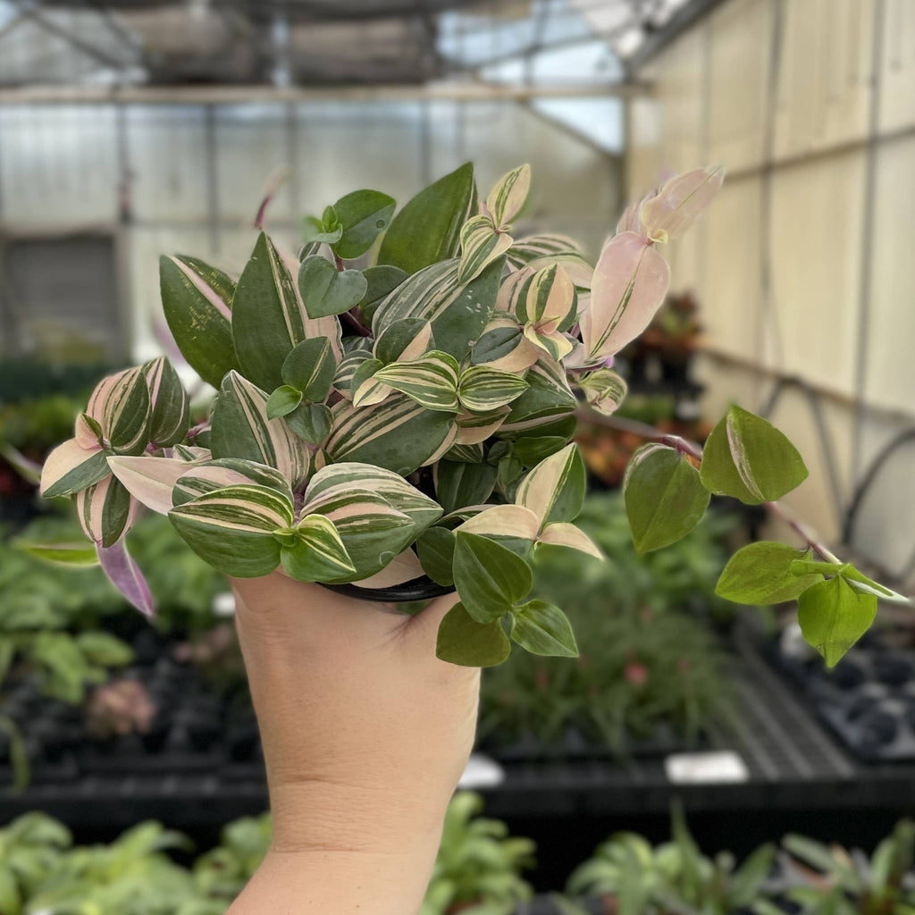 Tradescantia Quadricolor 4"
