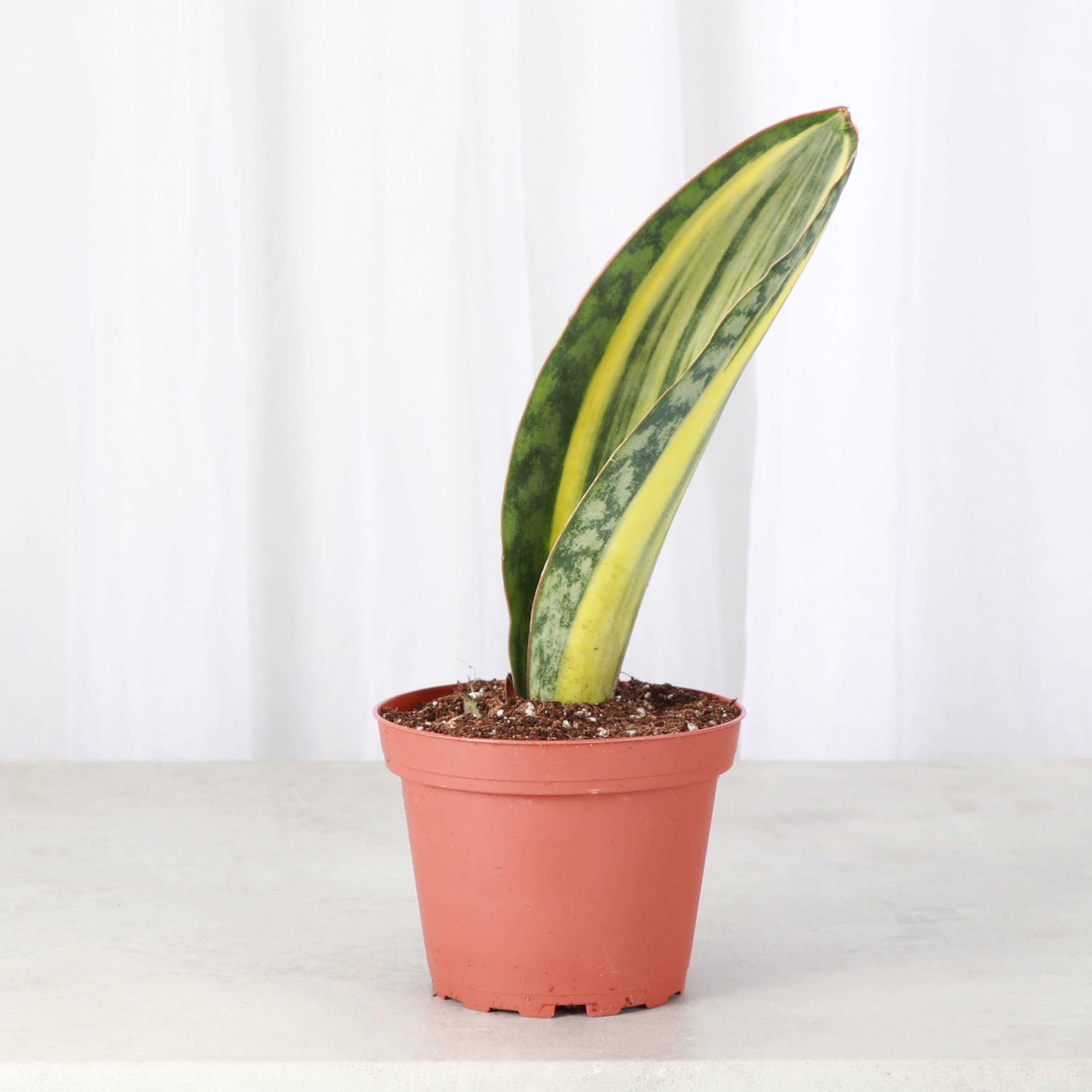 Var Whale Fin Snake Plant