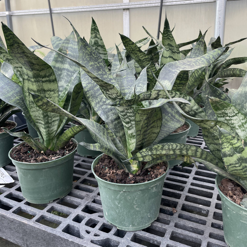 Snake 'Zeylancia',Plant 4"