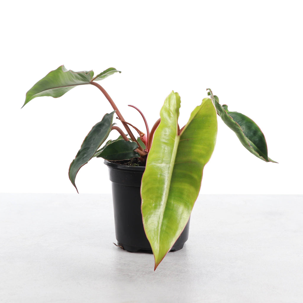 Philodendron Billietiae 4"