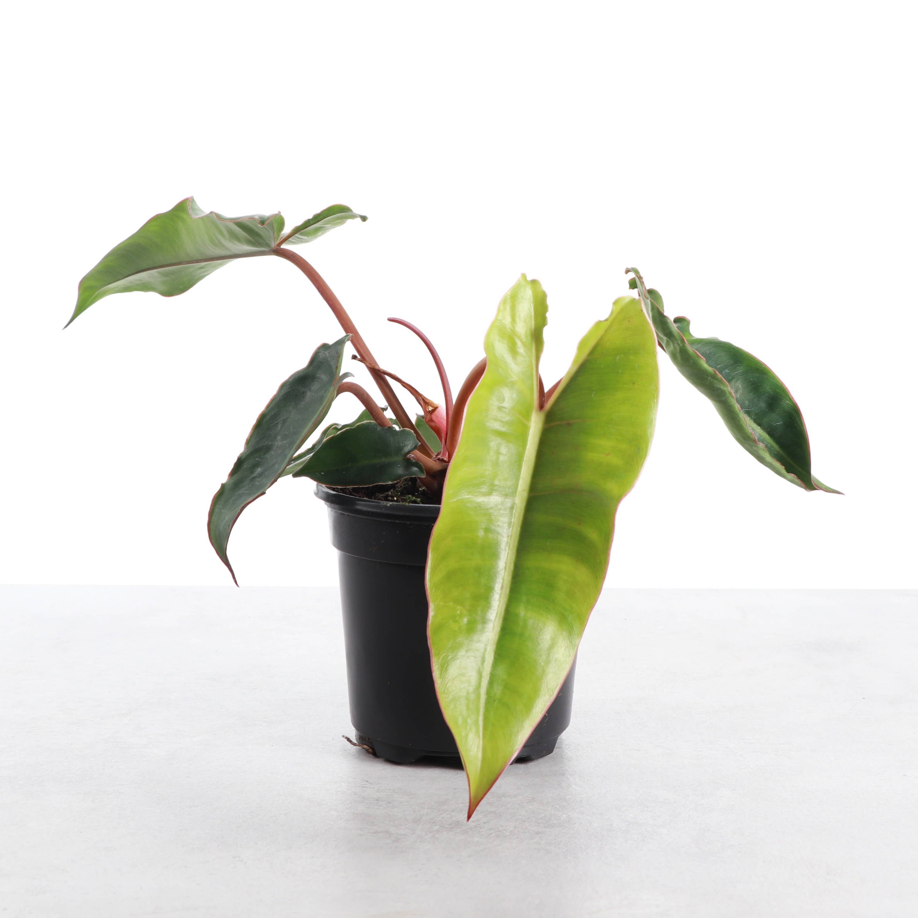 Philodendron Billietiae 4"