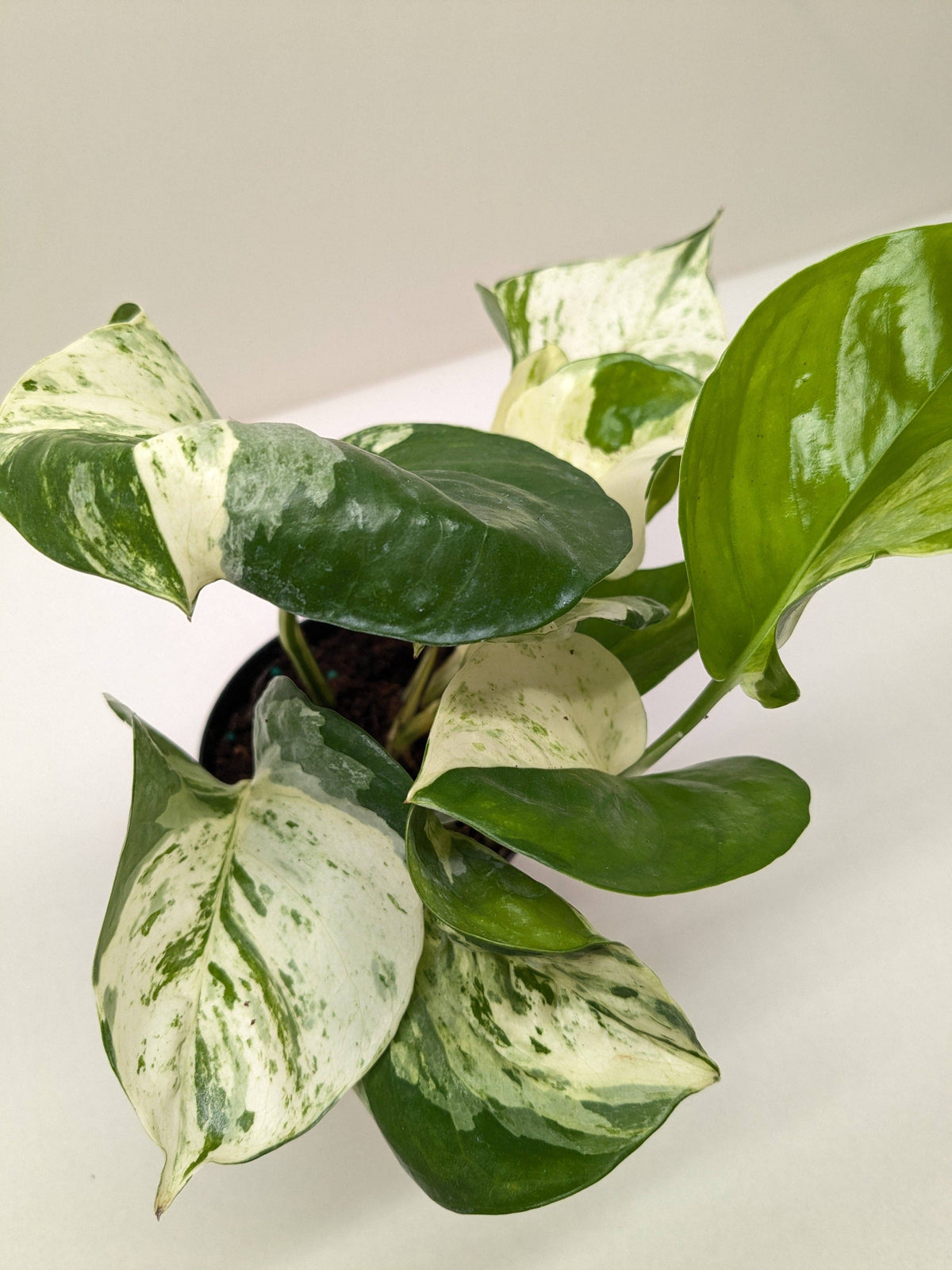 Pothos Manjula: 4"