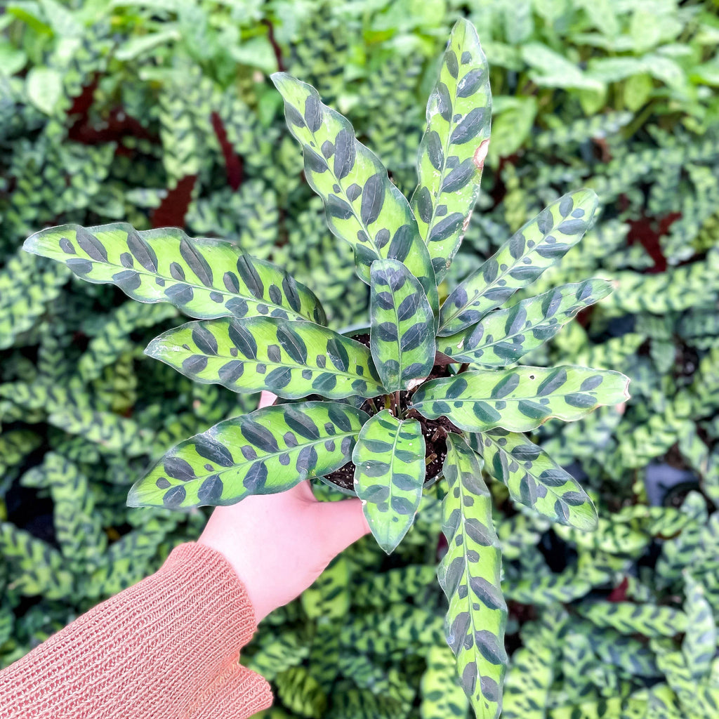Calathea Rattlesnake 4"