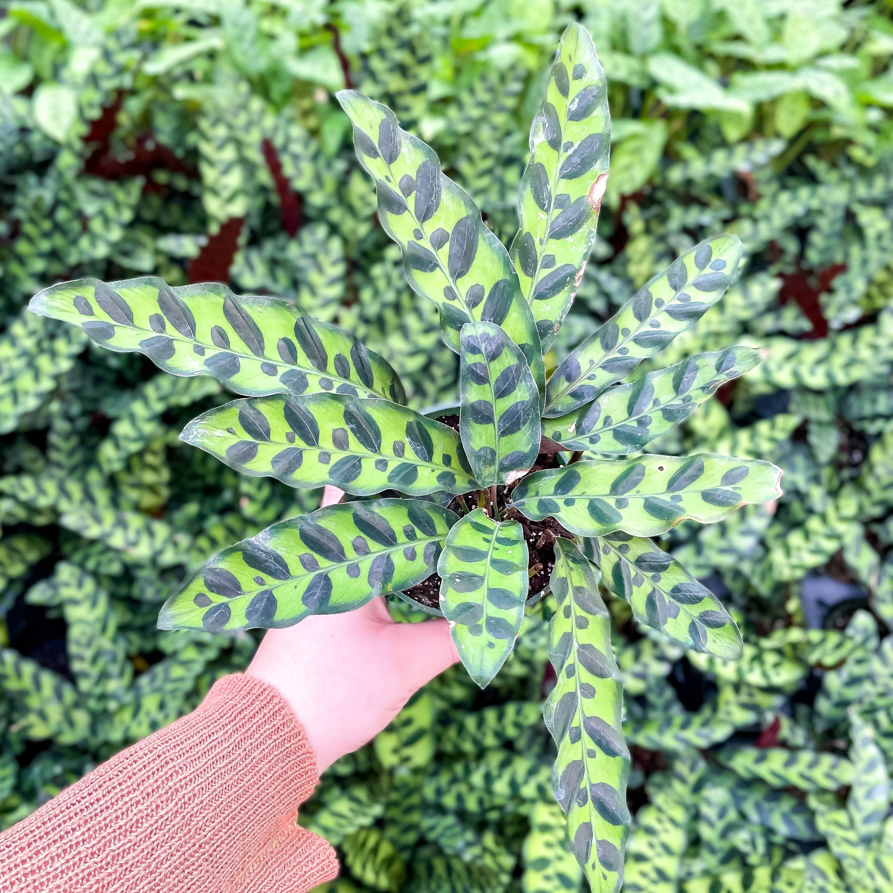 Calathea Rattlesnake 4"