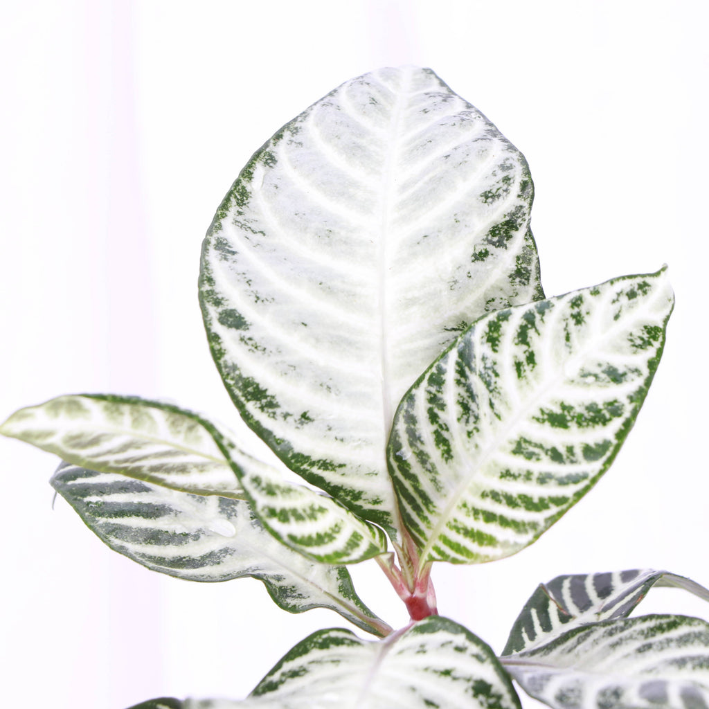 Snow White Zebra Plant 4"