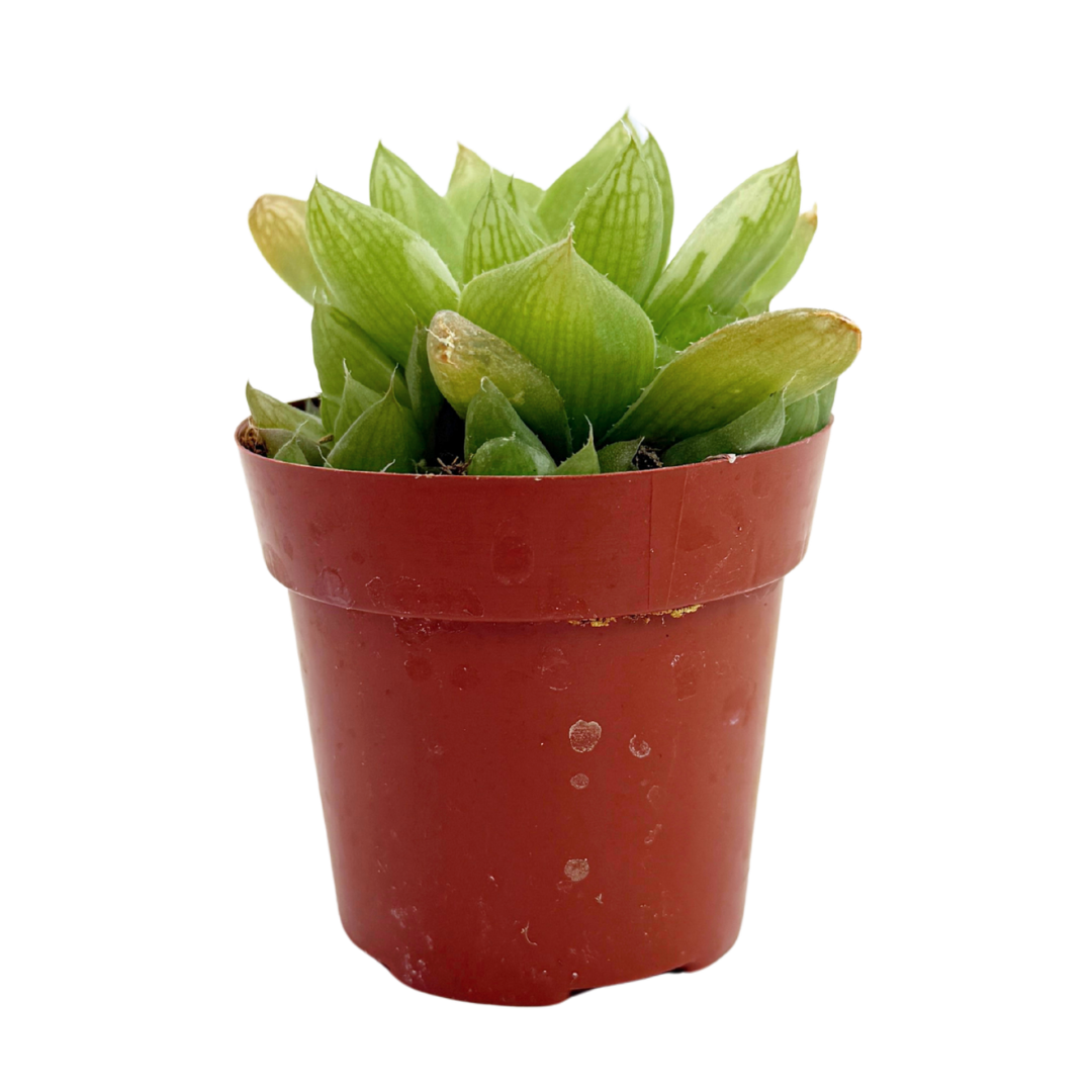 Variegated Cathedral Window Haworthia 2.5"
