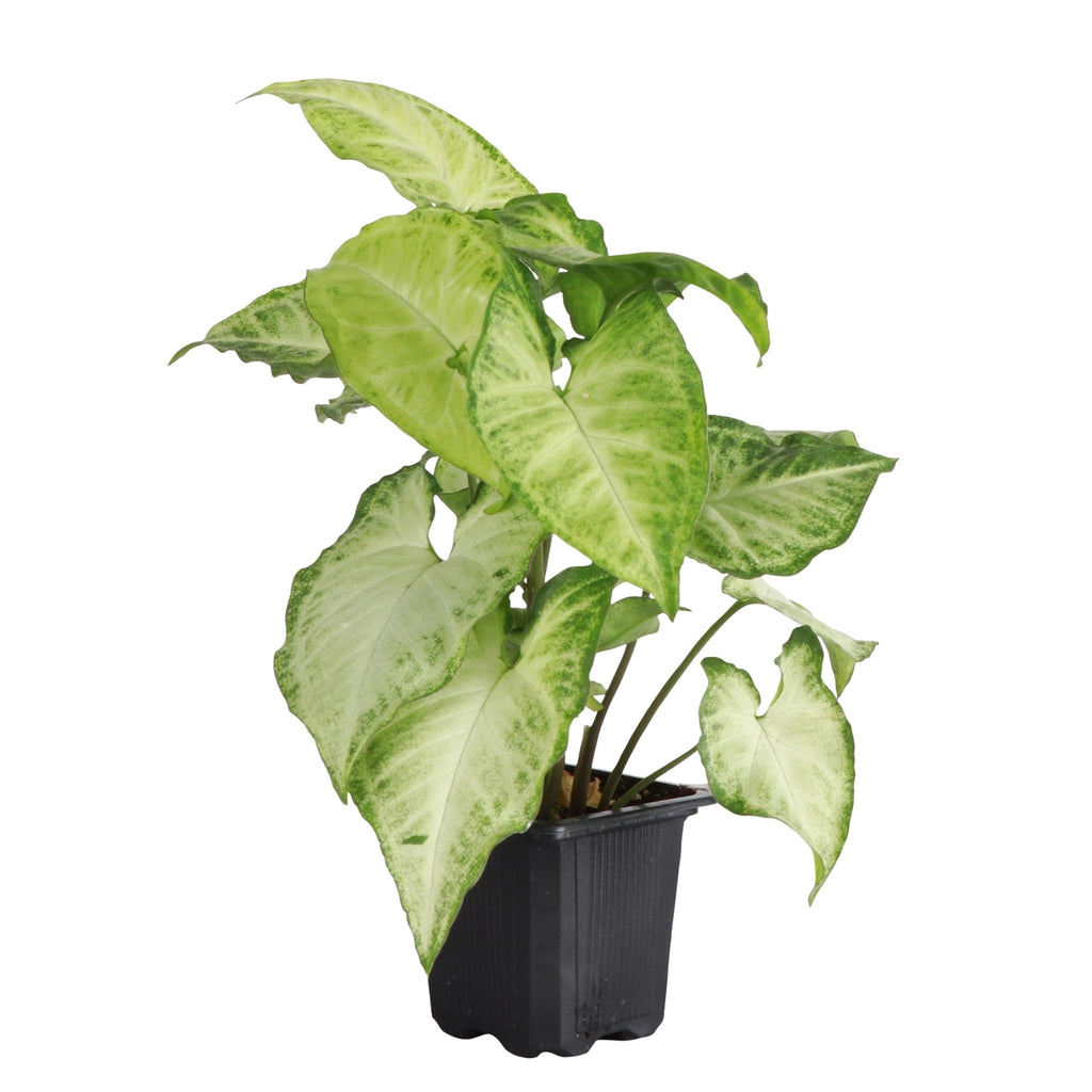 Butterfly Syngonium 3"